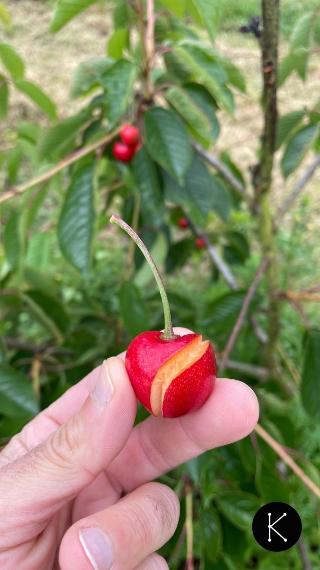 🍒 Gracias a todas las personas que se acercaron a nuestra jornada de puertas abiertas el domingo.
🧺 Fue un placer teneros la plantación y que os animaseis conocer y recoger nuestra “malquerida”, imperfectas por fuera, pero igual de deliciosas por dentro.
Gracias por ayudarnos a darles el valor que merecen. 🌱❤️
#KumaCherries #Linares #Allande #asturias #Agricultura #puertasabiertas #cosecha #Cerezas #cerezasenverano #zreizas #productosdeasturias #productores