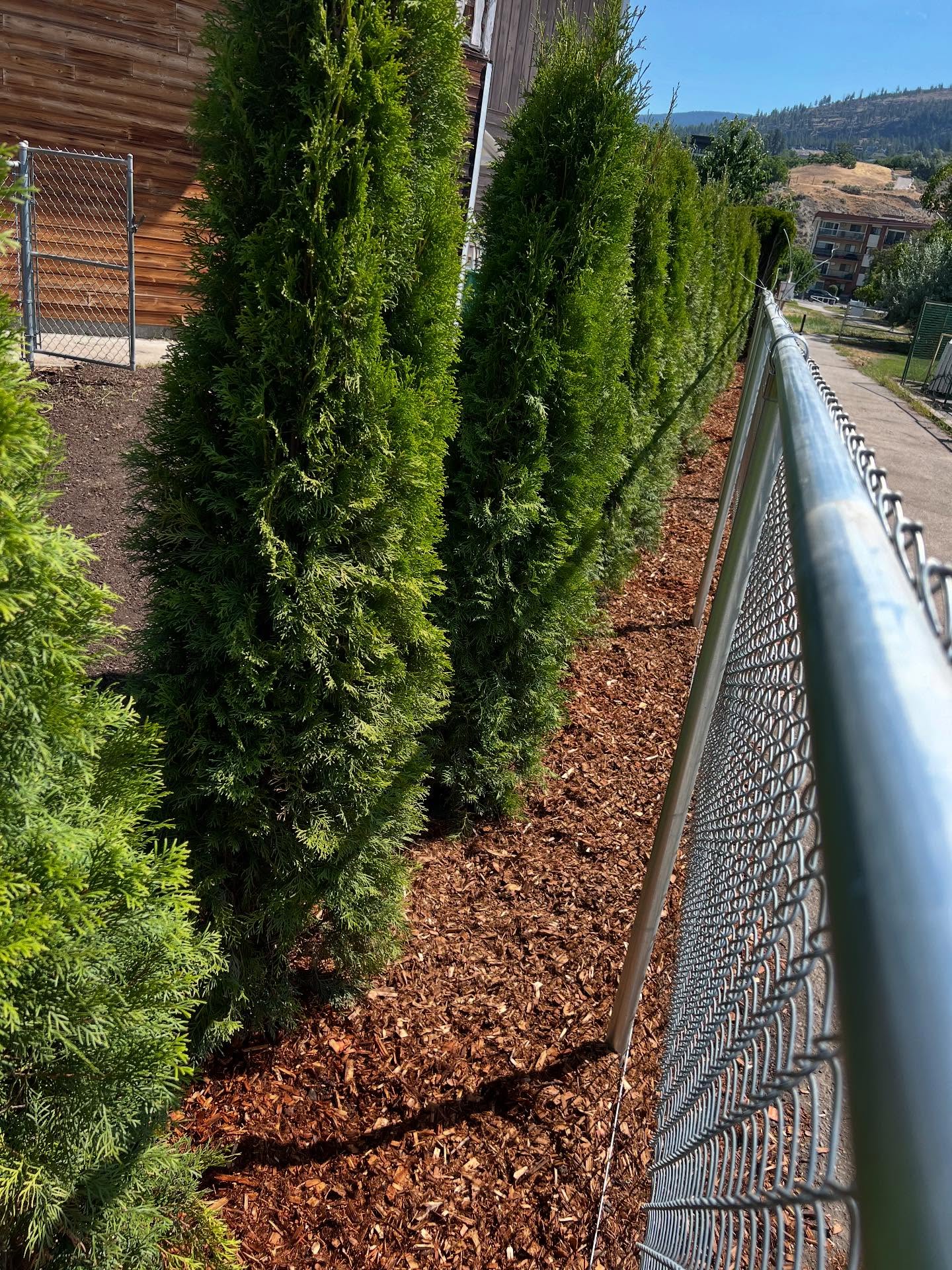 Out with the crispy cedars and in with the new cedars and new chain link fence #tapcontracting#pentictonbc