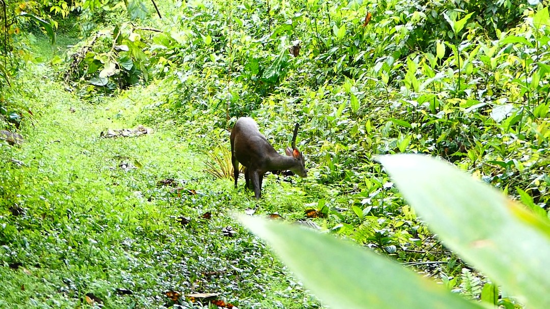 🦌 A free deer walking through the mist.
Not a coincidence… it's conservation in action.
📍Santa Lucía
#SantaLucíaEcuador #RedBrocketDeer #ForestWildlife #CloudForestConservation