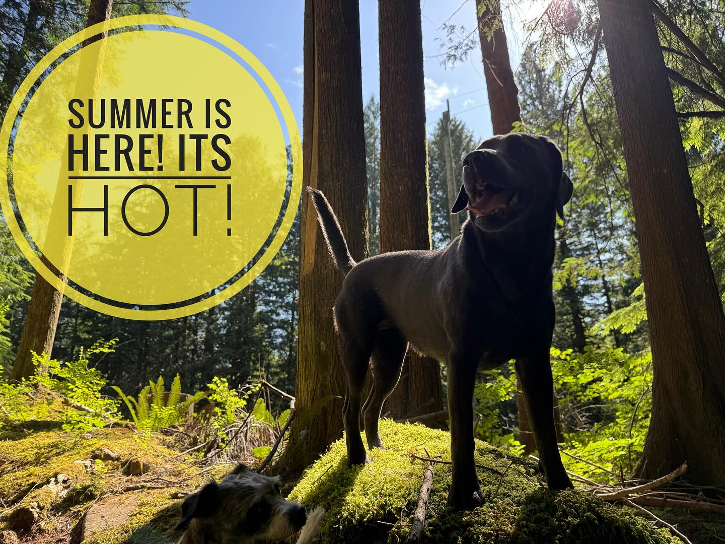 We will do everything in our power to keep your pups safe and cool!
💦Earlier Starts!
💧potentially cancelling afternoon adventures!
❄️staying in shade and near water!
🌬️even not walking if it’s not safe.
Watch for messages and posts!
#summer #heat #hot #safety #heatwave #summertime