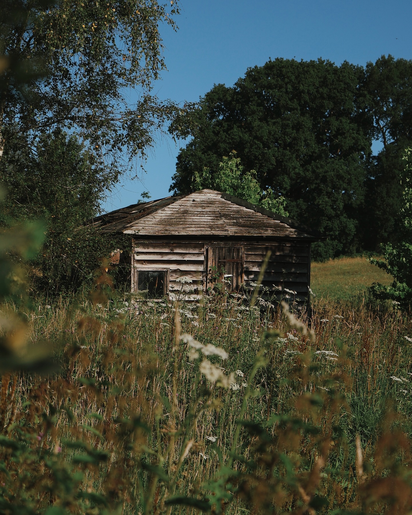 The Soft Archive | edition one.
Dear August Me,
Remember last week - the one with the toads. Tiny and everywhere. Underfoot. Under leaves. Everywhere.
You filmed sunlight that didn’t behave, but that was the point.
You met a forager who made you want to walk slower and carry a basket forever.
It wasn’t extraordinary, but it was deeply yours.
Keep looking closely.
Love,
July You