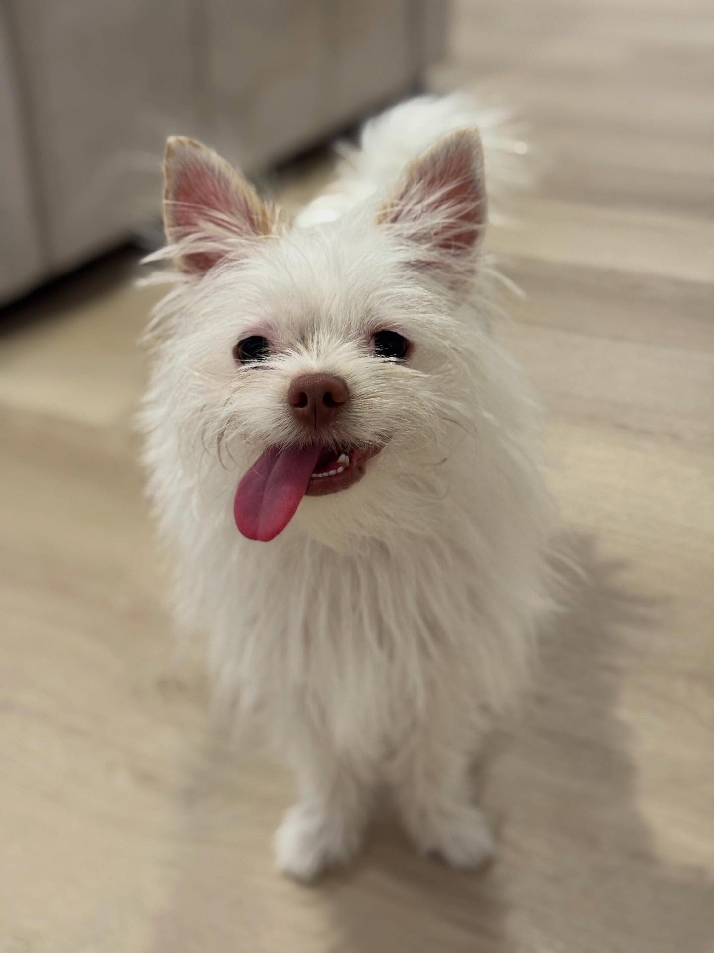 Our sassy fairy princess fashionista, Anya!!! 💕💓🌸💞💖💗