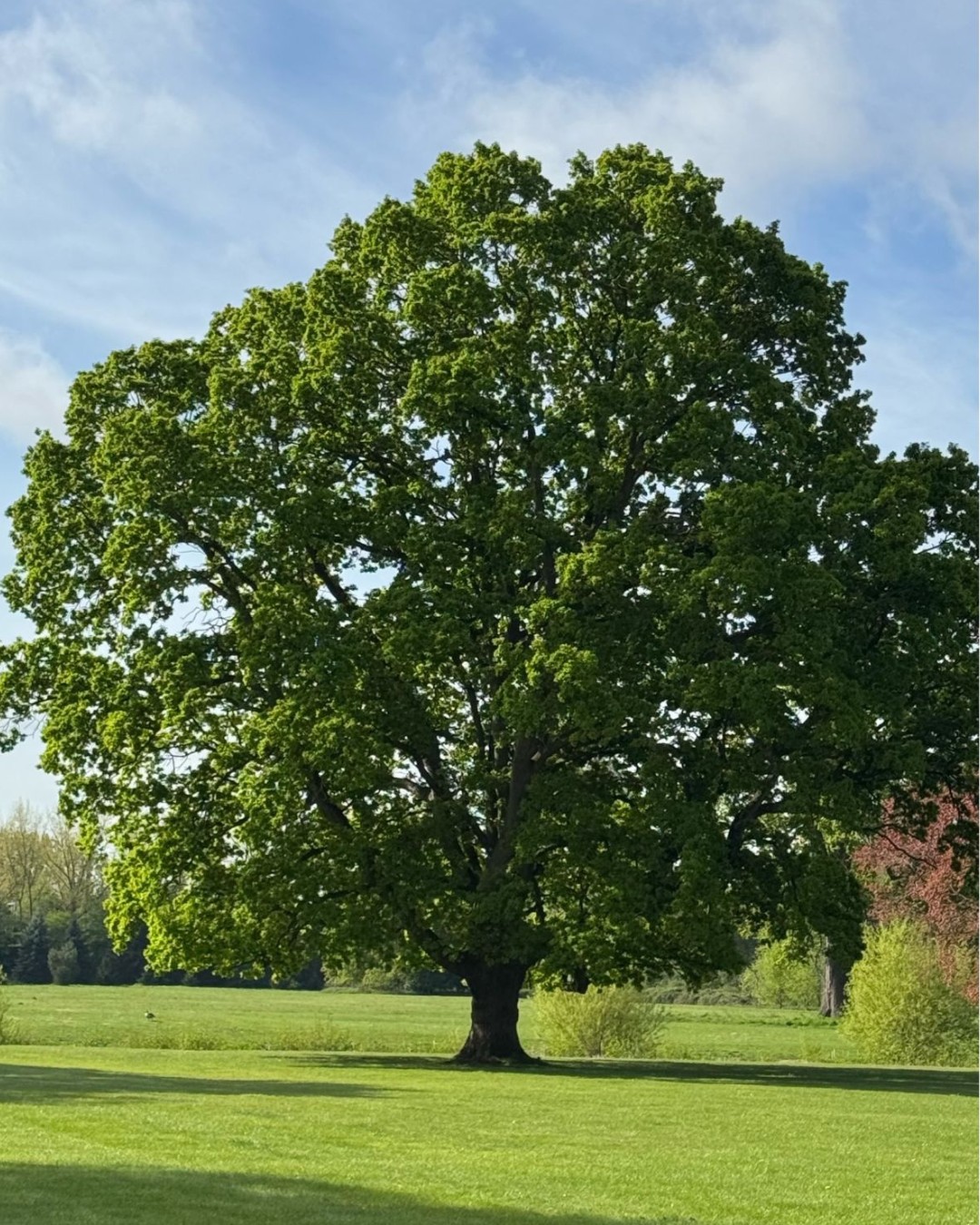 This stunning shot on the grounds of #DittonManor looks like it’s straight from a desktop background.
🌞
A peaceful reminder of the power of #Nature and the charm that surrounds us right here in #Slough.
🍃
Whether you're here for a stroll or a celebration the views never disappoint.
📸
#Beautiful #Summer