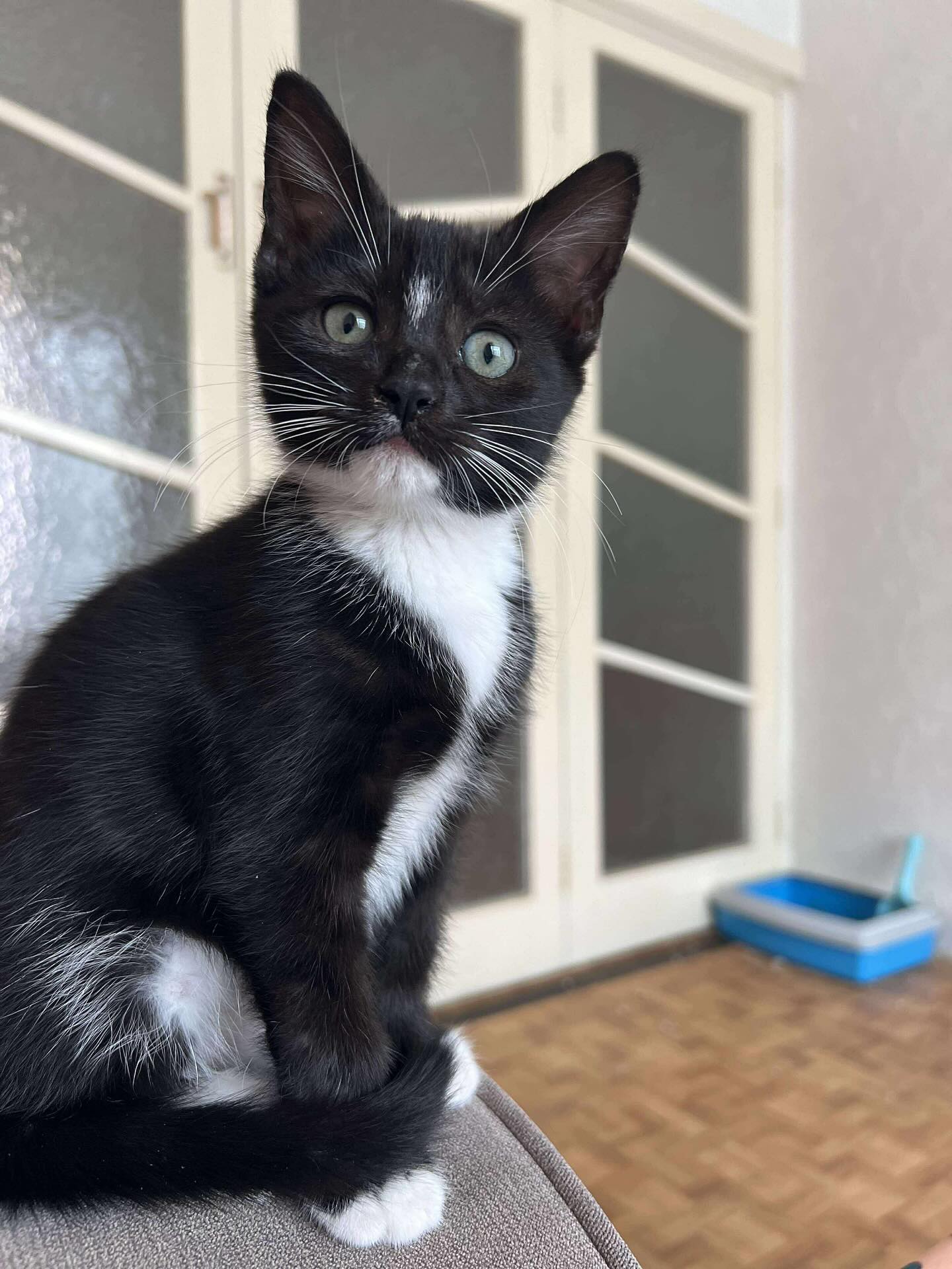 Ruby & sweetpea up for adoption💗
https://docs.google.com/forms/d/1aSrj8MVFJm5nAI2LYuI1JekUoklpyzlj98tIu5PEdwE/viewform