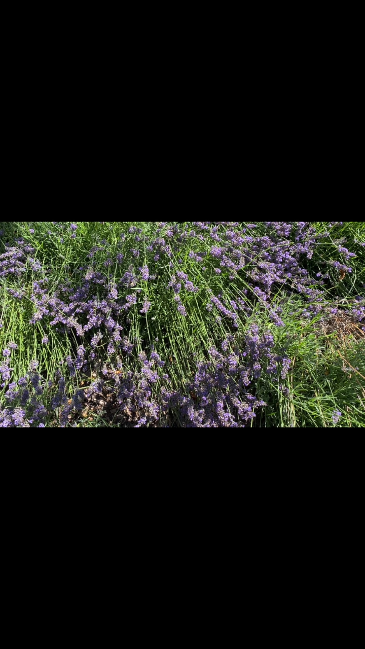 Bank of lavender absolutely alive with bumblebees and cabbage white butterflies, such a joy to work around with the incredible fragrance drifting in this #hampshire garden! #pollinators #insectlife #gardencare #merlinlawncare