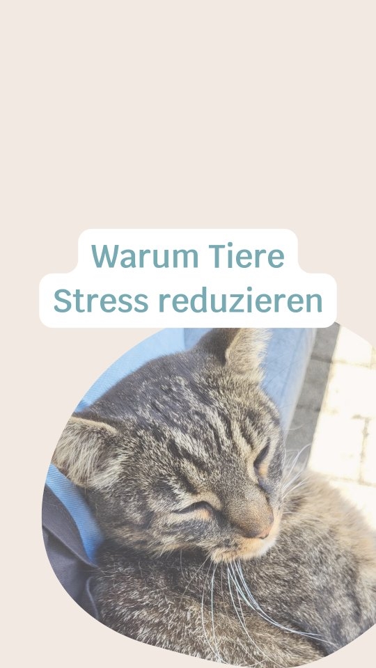 Wenn du ein Haustier hast, dann weisst du das vielleicht schon: Tiere wirken beruhigend auf unser Nervensystem und können Stress reduzieren und trösten. Beim Streicheln werden Glückshormone ausgeschüttet und Stresshormone abgebaut. Das Schnurren einer Katze wirkt zusätzlich entspannend. Das konnte sogar in Studien nachgewiesen werden.
Tiere sind auch sehr feinfühlig und spüren, wenn es uns Menschen nicht gut geht oder wenn Spannung in der Luft liegt. Somit sind sie ideale Begleiter für HSP. Gerade hochsensiblen Kindern kann eine Katze oder ein Hund sehr bei der Emotions- oder Stressegulation helfen.
Hast du auch ein Haustier? Inwiefern hfilft es dir beim Stress reduzieren?
Schreibe es gerne in die Kommentare.
Herzlich, Jacky 🦋
#hochsensibilität #hochsensibel #hochsensible #sensibel #hspcoach #hochsensitiv #hspcoaching #hochsensibelglücklich #feingesinnt #coaching #beratung #seelenweg #leichtigkeit #innereruhe #lebensfreude #energie # #balance #erfolg #selbstbestimmung #selbstliebestärken #selbstreflexion #mentalegesundheit #psychologischeberatung #resilienz #ressourcen #achtsamkeitimalltag #selbstwahrnehmung #selbstfindung #überreizung #nervensystem
COACHING
BERATUNG
HOCHSENSIBILITÄT
EMOTIONSREGULATION
STRESSREGULATION
ABGRENZUNG
POTENTIAL
SELBSTVERTRAUEN
MINDSET