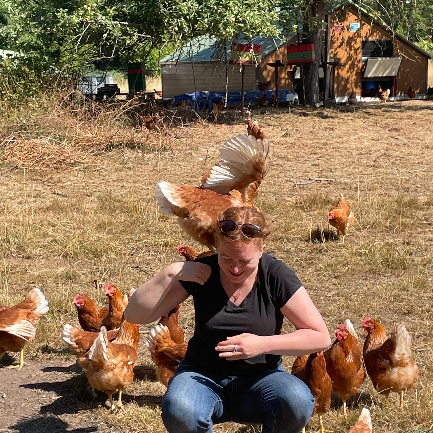 🐔💚 Quand les poules choisissent leur humaine préférée !
Chez Les Ritzen’Cot, on dit souvent que ce sont elles qui nous apprivoisent.
Moments de tendresse, rires, plumes sur l’épaule… et une vraie relation de confiance.
Ici, on ne fait pas de l’élevage, on fait de la cohabitation joyeuse.
Merci à toutes celles et ceux qui prennent soin d’elles chaque jour — avec amour, patience, et quelques grains bien choisis 🐥
#lesritzencot #oeufsbio #agriculturepaysanne #soultzmatt #fermeàtaillehumaine #vraibio #poulesheureuses