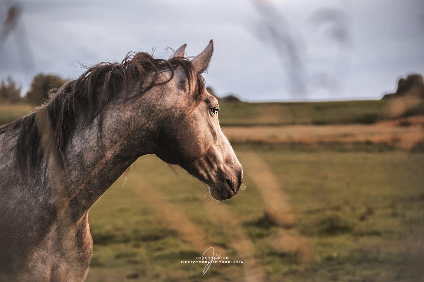 ☀️
Wenn die Abendsonne die Nüstern berührt 🧡
•
Du hast Fragen oder möchtest direkt ein Shooting buchen? Meld dich gern 🌸
📧 info@tierfotografie-thueringen.de
💻 www.tierfotografie-thueringen.de
#pferdefotografie #tierfotografie #thüringen #altkamp #ferienaltkamp #rügen #koppelliebe