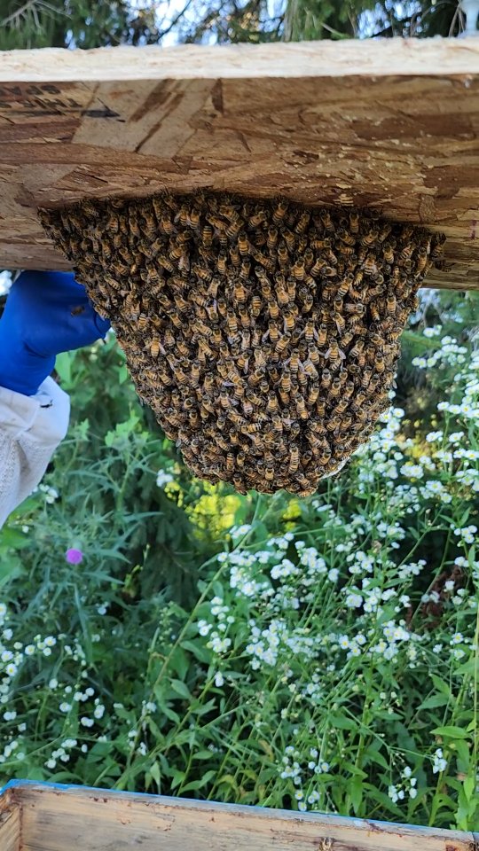 Honeybees are back at the farm!
š
We caught a swarm over a week ago and finally got around to transplanting them into our homemade top bar hive. They look STRONG, and we are super hopeful that they found us early enough in the season to make a strong go of it this winter.
A huge thanks to guru @ashover_89 for being our bee guy and guiding us through this wild learning process!