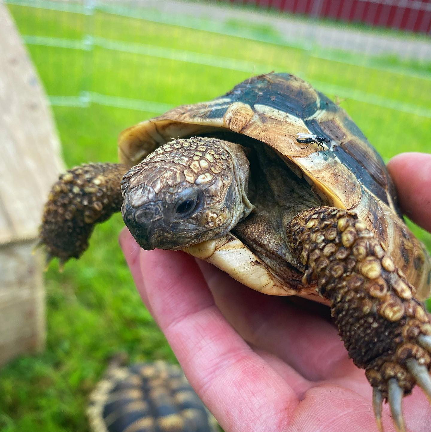 Langsom eleganse på tunet 🐢☀️
Visste du at greske landskilpadder kan bli over 100 år gamle? De lever sakte, men klokt – og følger sola som om den var laget for dem. Her på Snyfjellet Gård elsker de varme rolig tempo og grønne blader fra hagen 🌿
Det er ikke mange som har skilpadder som beiter i nordnorsk natur – men her har de funnet seg godt til rette.
Kom gjerne innom og hilse på åpent fra 13:00 til 16:00 🐢❤️
#SnyfjelletGård #GreskLandskilpadde #TortoiseOfInstagram #DyrelivINorge #Skilpaddeglede #SlowLiving #NordNorgeIDittTempo #DyrISakteFilm #Hagedyr #VisitTroms #BesøkNorge #FarmLife #AnimalLovers #NatureVibes #ViralPets #CuteAnimalsDaily