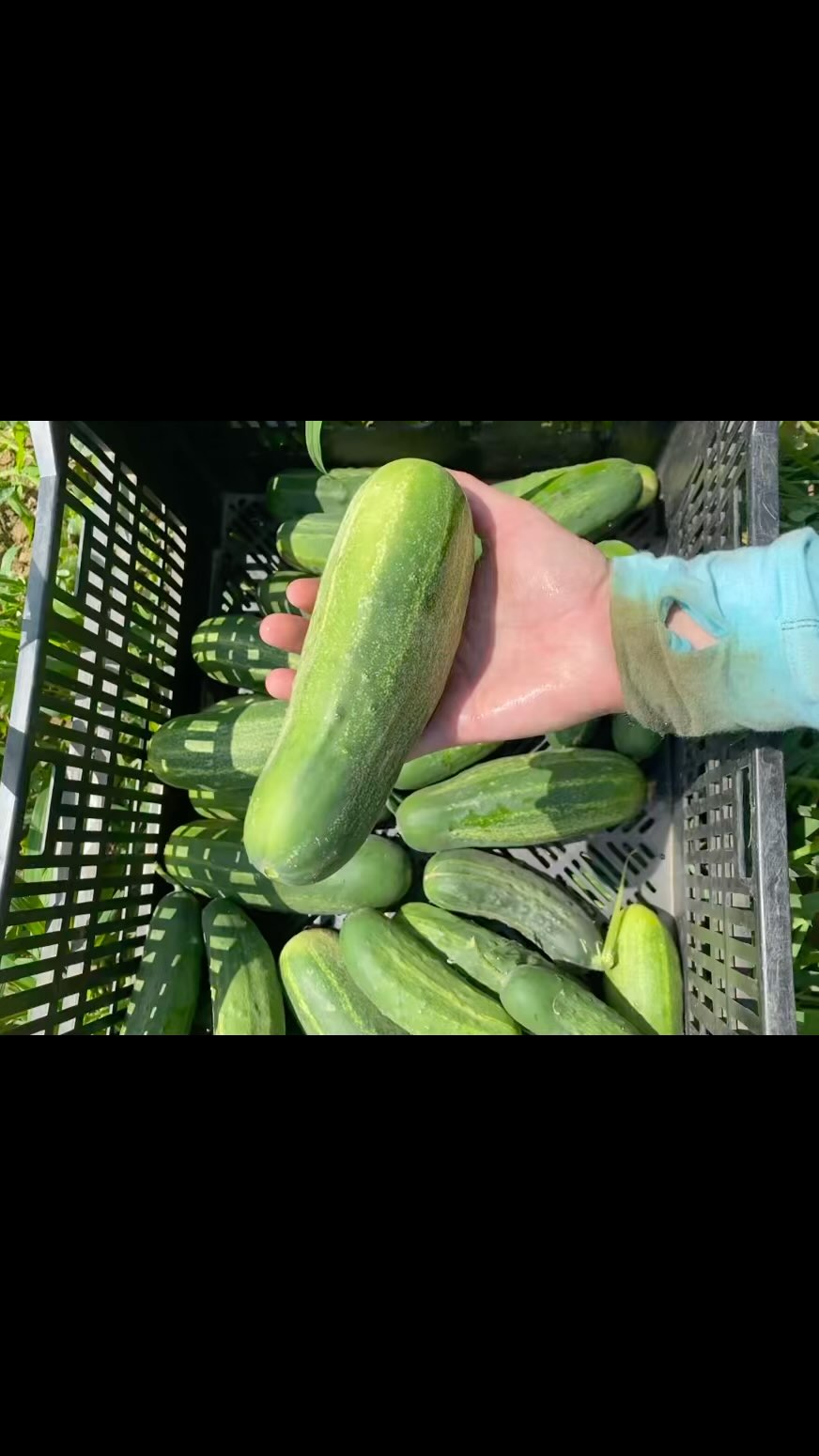 #makepickles July is the time for pickles!
Bulk pricing for 5# or more!
:
#dillpickles #spicypickles #breadandbutterpickles #refridgeratorpickles #lactofermentedpickles