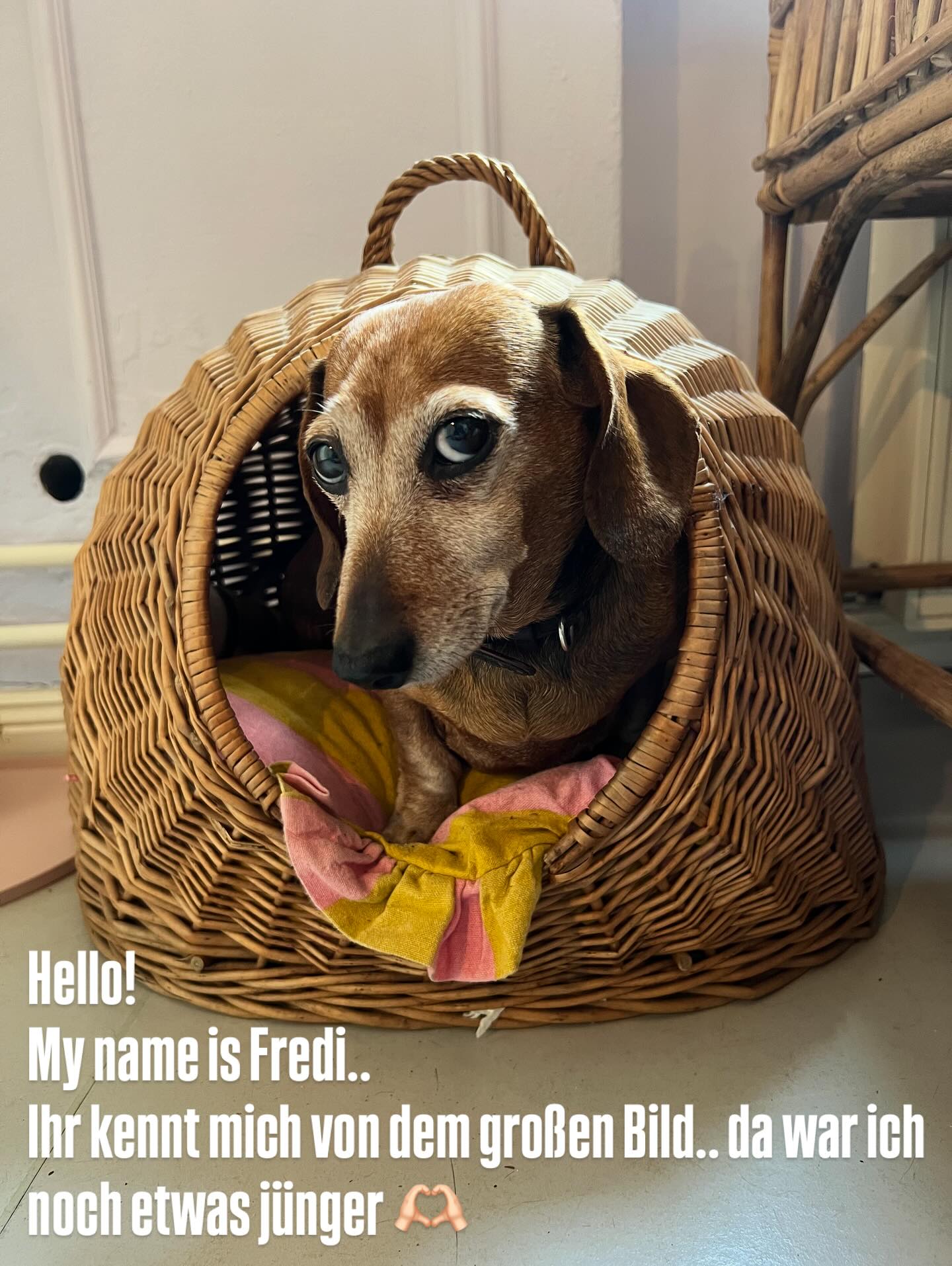 Unser lieber Fredi wollte sich auch mal wieder zeigen..
.
.
.
.
.
#fredi #mädchenitaliener #alteschönhauser #italianrestaurants #berlinmitte #scheunenviertel