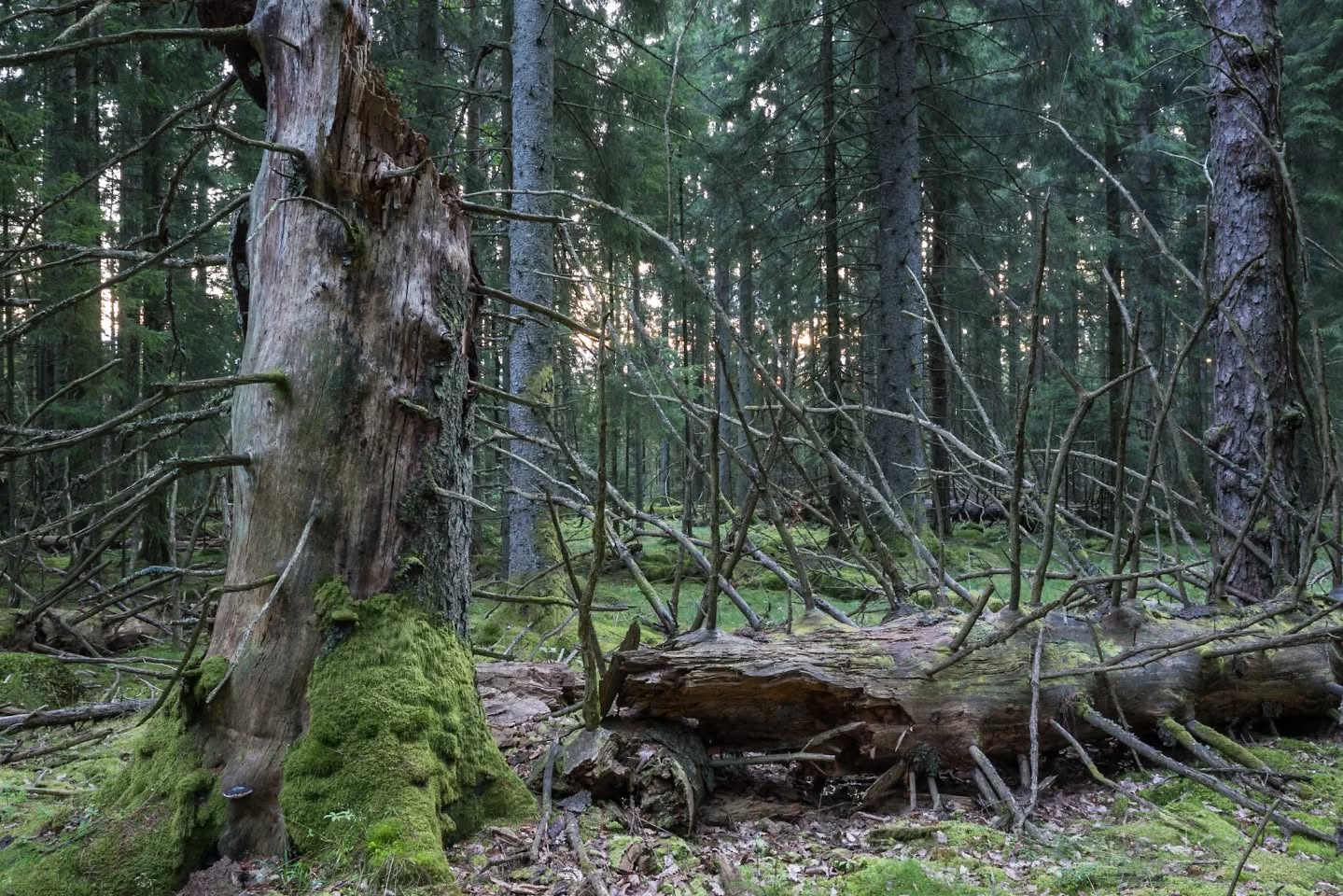 Another one from the old forest.
#innaturephotos
#innature
#oldforest
#forest