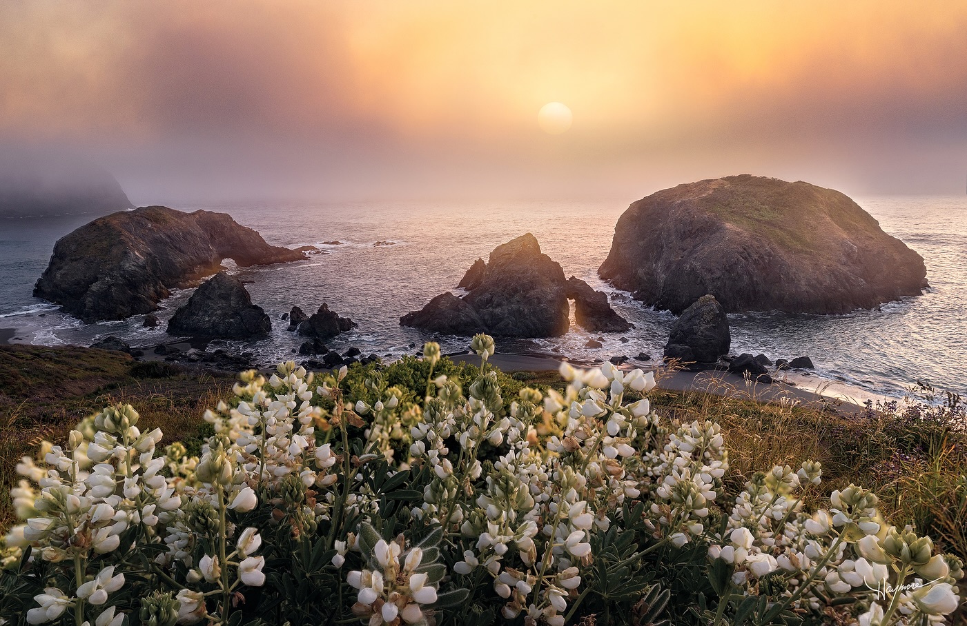 Spent a week exploring the southern Oregon coast and found it mesmerizing. The rugged coastal sea-stacks comprised of Basalt from ancient volcanoes that collided with the western coast are fascinating to study.
These white Lupine flowers were stunning to frame the sea arches below. Although this particular evening was windy and hard to photograph with a focus stacking technique, I’m still pleased with the composition.
Huge shout out to a fellow photographer friend Arwin @arwin.l who was in the area a few weeks before and tipped me off to this incredible find. 🙏🏼