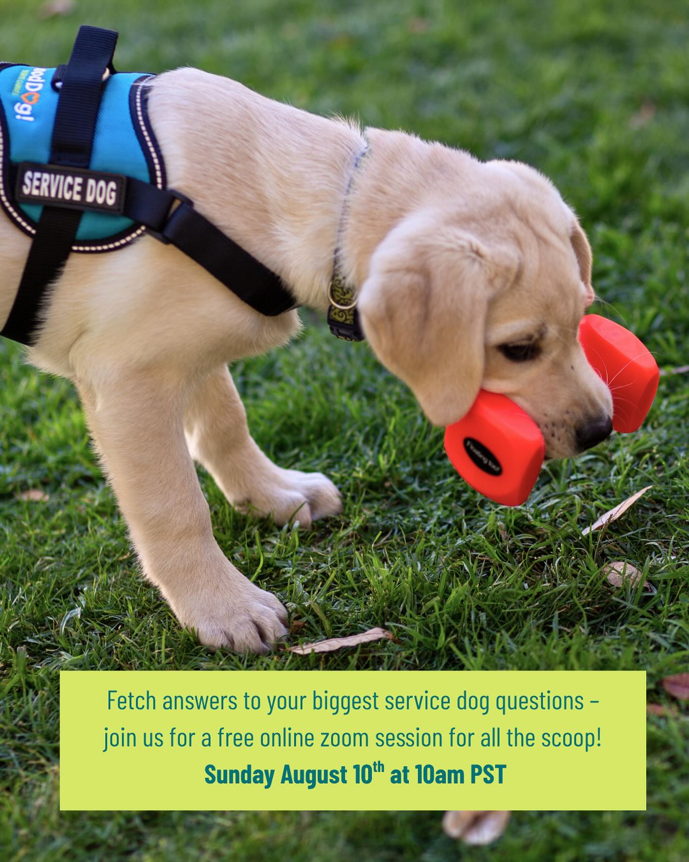 Fetch all the info at our Free Online Service Dog Infurmation Hour
📅 Sunday August 10 | 10am PST
📍 Register now via our website or IG bio!
We’ll be sharing exciting news about a brand-new program launching this September—and this is your chance to hear about it before it goes public. If you’re exploring service dog options for your family, don’t miss this inside scoop!
We’ll cover:
🔸 What’s the difference between a service, therapy, and emotional support dog?
🔸 Is a service dog right for your family?
🔸 Pros & cons of different paths:
• Applying through a nonprofit
• Owner training
• Working with a private trainer
🔸 Live Q&A to get your questions answered
Even though our applications are currently closed, we want to help you move forward with clarity and confidence.
See you Sunday! 🐶🧡