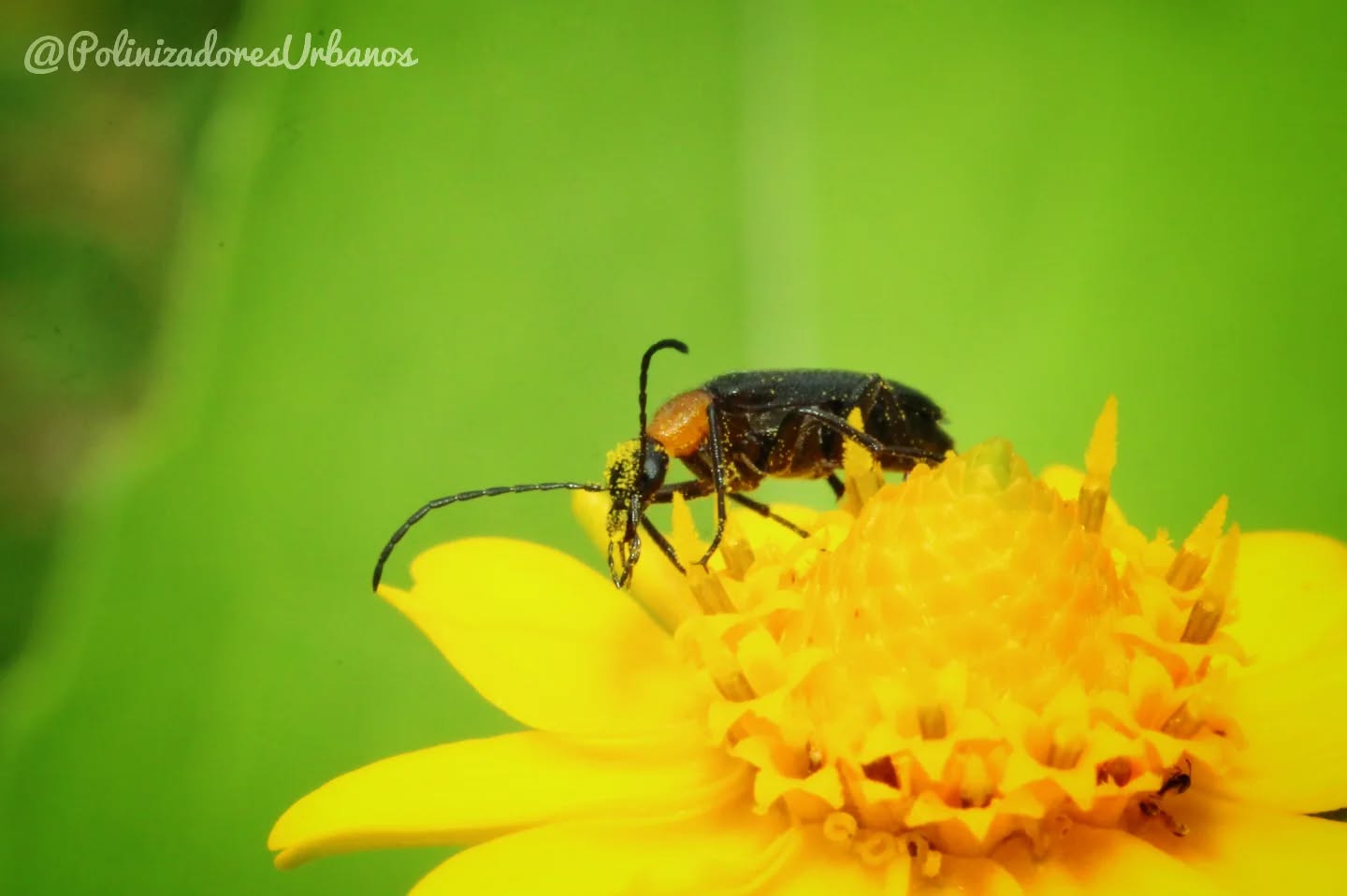 Cuando hablamos de polinización, casi siempre pensamos en abejas o mariposas. Pero… ¿sabías que los escarabajos también son grandes polinizadores?
Este pequeño escarabajo del género 𝑵𝒆𝒎𝒐𝒈𝒏𝒂𝒕𝒉𝒂 estaba cubierto de polen mientras hacía su trabajo en uno de nuestros jardines. Aunque no tengan alas vistosas ni sean tan conocidos, también ayudan a que las flores se conviertan en frutos.
¿Conoces otros polinizadores que a veces pasan desapercibidos?