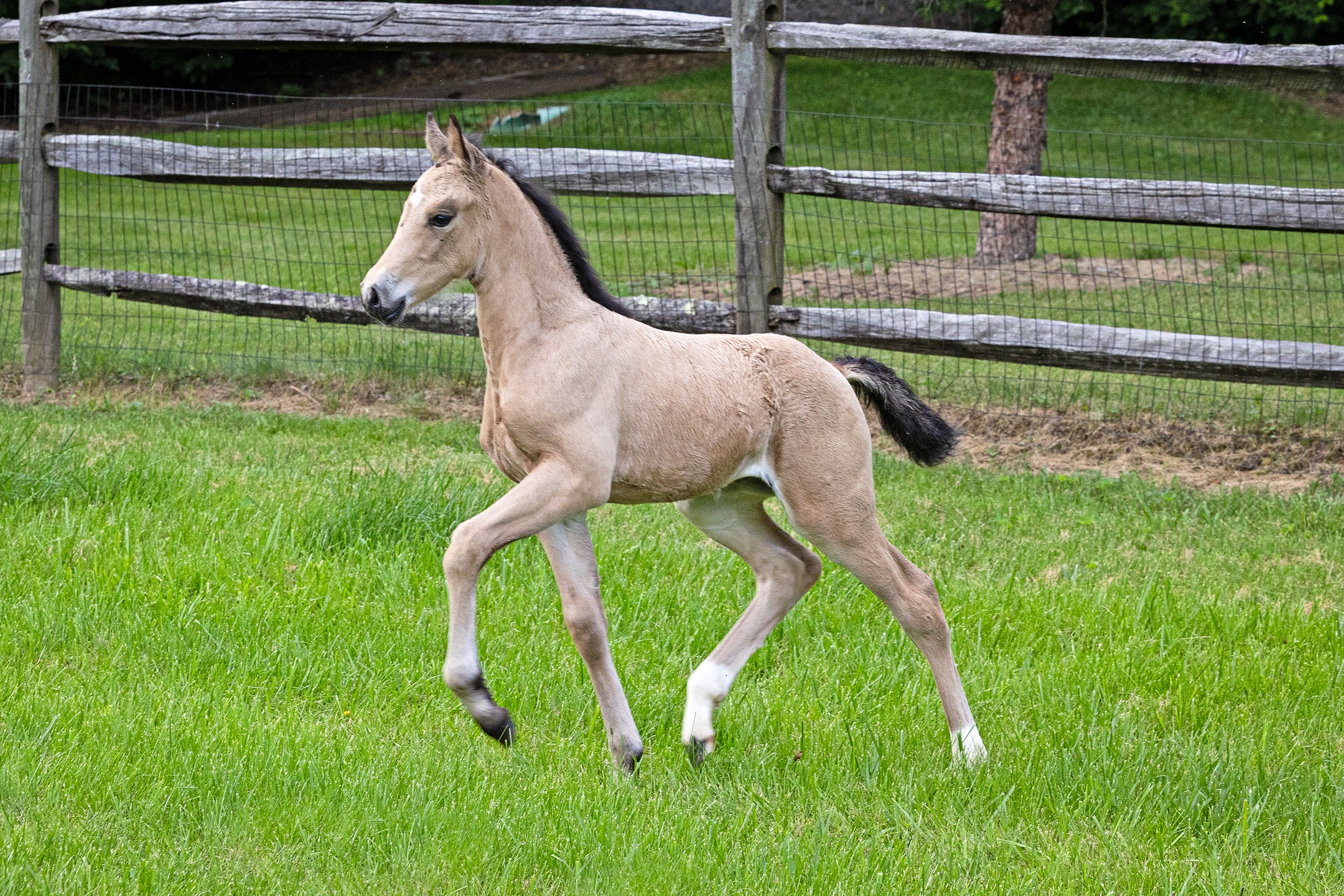 Apollonia QC (Quillane Accolade x Rosentanz x Fürst Heinrich)
#quanticosporthorses #equine #horses #horsesofinstagram #breedingwithapurpose #breedingforthefuture #dressage #dressagehorse #quillaneaccolade #quillanewelsh #rosentanz #furstheinrich #americanhanoverianridingpony #hanoverianridingpony #ridingpony #dilute #perlino #buckskin #pony #ponies #foalsofinstagram #2025foals