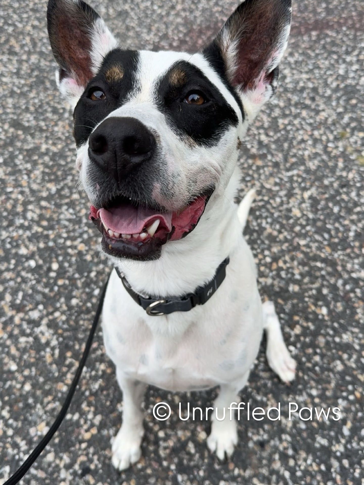Bentley’s happy face here isn’t just for show—this is what focus and trust look like in action. On walks, we regularly pause for quick check-ins like this to refocus Bentley’s attention back on his handler. This habit helps keep him grounded and lowers the likelihood of reactivity toward his known stressors.
Building moments of connection and structure like this goes a long way for rescue dogs like Bentley:
• Encourages focus and engagement
• Reduces anxiety and reactivity
• Strengthens handler-dog communication
• Builds confidence in unfamiliar environments
💡 Little check-ins = big progress.
#UnruffledPaws #ObedienceTraining #RescueDog #HappyDogsHappyPeople #RescueDogTraining #BalancedTraining #StructuredWalks #FocusAndEngagement #DogTraining