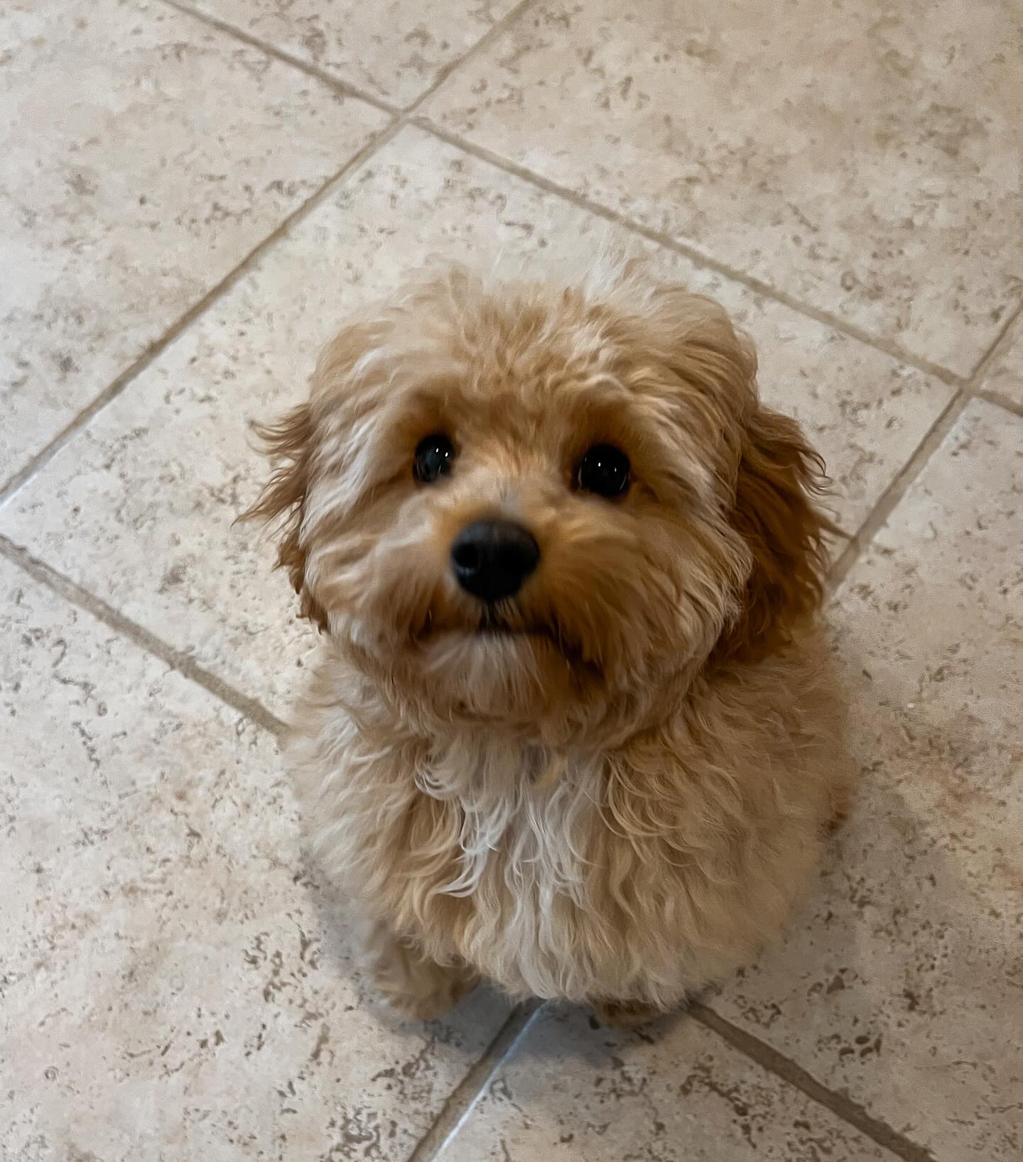 We’ve wrapped up all the core puppy fundamentals! 🐾 With continued practice — lots of healthy reps, ongoing shaping, and real-life applications — we’ll sprinkle in future sessions as needed to fine-tune, build on, and expand behaviors. This is exactly why I love offering à la carte sessions to my amazing clients!