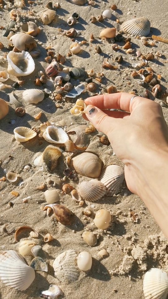 Shells are just like crystals... they choose you 🐚✨
You’ve heard it before, you don’t pick the crystal, the crystal picks you. It shows up when you need it most, when your energy matches its medicine, or when it’s time for a shift.
Shells are no different. These pretty storytellers find their way into your hands on purpose to teach, heal and guide.
So here’s the kicker... sometimes, despite all your hovering and hunting... you pick up a stick 😂 and sometimes, even the stick has a message 🌀 but everything that catches your eye is meant to be carried.
Some things are just part of the journey to notice, to consider and to let go 🙌🏻
#ShellWisdom #SymbolicSight #SeaMedicine #TheShellOracle #XeniaOnEarth #IntuitivelyXoe #BeachMagic #CrystalEnergy #OceanAltars #SpiritualHumour #NatureSpeaks