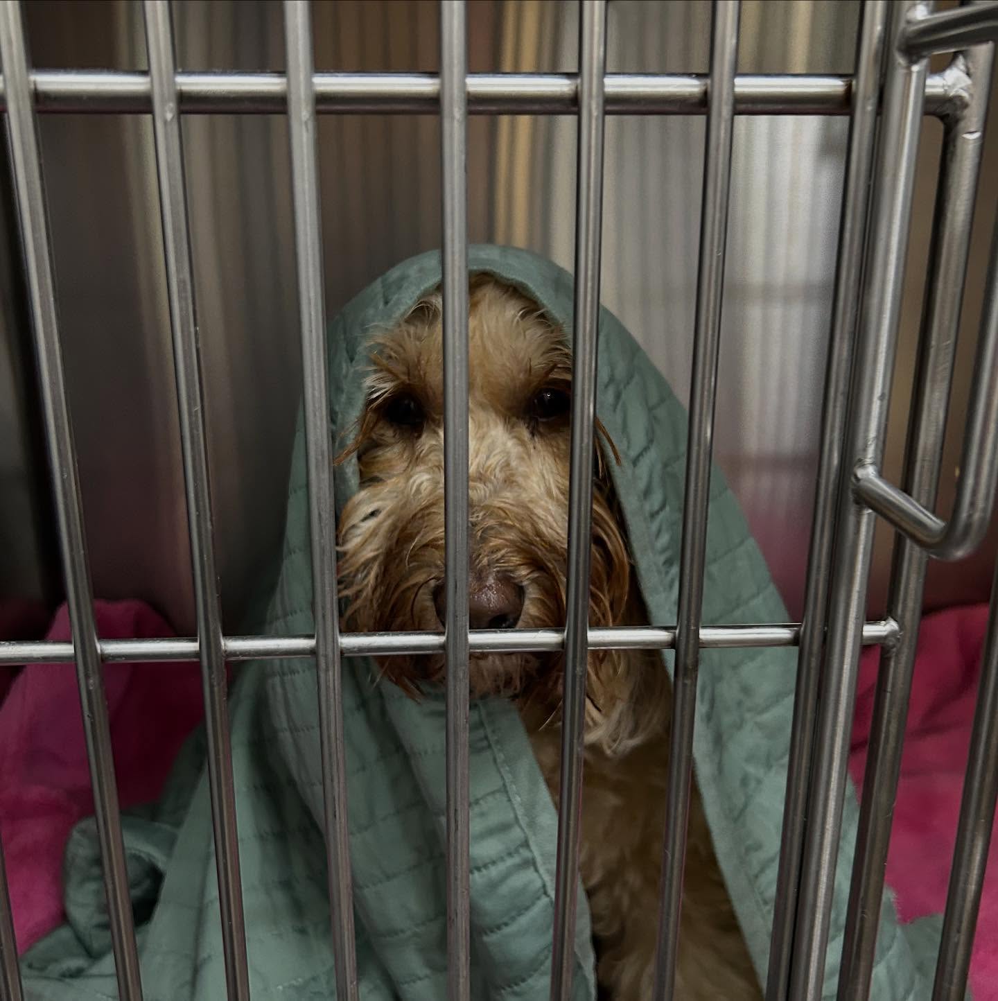 Bonnie and her brother Jack were in for dental procedures yesterday. Bonnie enjoyed recovering with a warm blanket. Just like E.T., they both wanted to go home! 😂