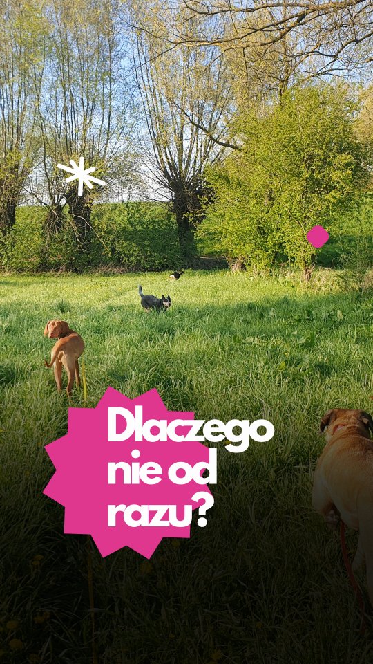 🐾 Co robimy, zanim pies wyjdzie na spacer z innymi psami?
Zanim połączymy psy na wspólnym spacerze, chcemy wiedzieć, jak dany pies funkcjonuje — z człowiekiem, w nowym otoczeniu i w obecności innych psów.
Na początku obserwujemy:
✅ reakcje na psy w pobliżu,
✅ sposób poruszania się w lince (czy ciągnie, zapiera się, potrafi iść równo),
✅ jak wygląda jego pobudzenie na i po spacerze,
✅ jak znosi obecność człowieka i proste interakcje (np. przypięcie smyczy, otwarcie boksu).
Nie chodzi o testowanie „czy się nadaje”, tylko o ocenę, czy ma zasoby, żeby bliższe kontakty z psami były korzystne i bez przeciążenia organizmu.
Jeśli wszystko przebiega spokojnie, dobieramy mu towarzystwo — zawsze z myślą o tym, żeby spacer był bezpieczny i przewidywalny dla wszystkich stron.
Jeśli nie — pracujemy osobno, bez presji na kontakt.
🧡 Dobre warunki do spaceru nie tworzą się same. Trzeba je zaplanować.
#merdumerdu #hoteldlapsa #opiekanadpsem #pieswhotelu #psiesprawy #spacerzpsem #psiakomunikacja #pracazpsami #socjalizacja