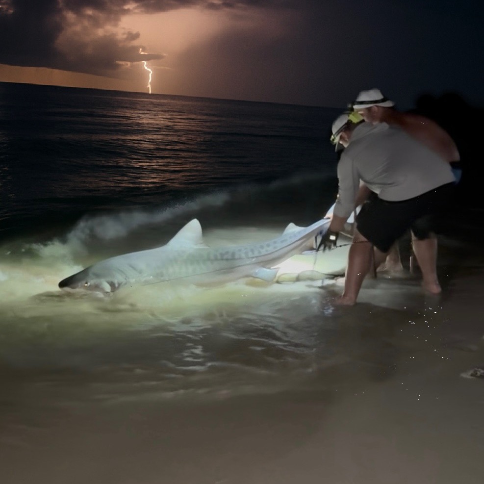 Caught this nice Tiger Shark on our trip to Navarre Beach! #landbasedsharkfishing #sharkfishing
