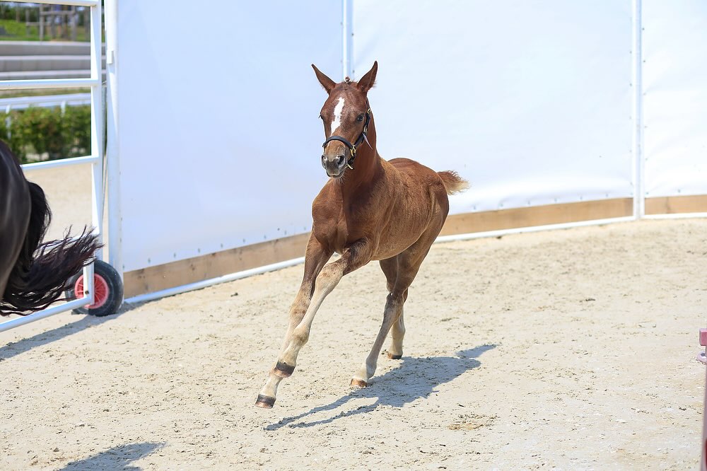 ✨PrettyGirl de JIMA✨
Retour en image du local du Haras du Pin ce 14 juillet. Pas de classement pour notre PrettyGirl (MABAR DE JIMA X BLACK JACK IXE), cependant une très bonne expérience et un comportement exemplaire pour les deux 🥰!
PrettyGirl obtient une moyenne de 15,30 ce qui la qualifie pour le national 🤩
📸 @mathieu_lch_photographie