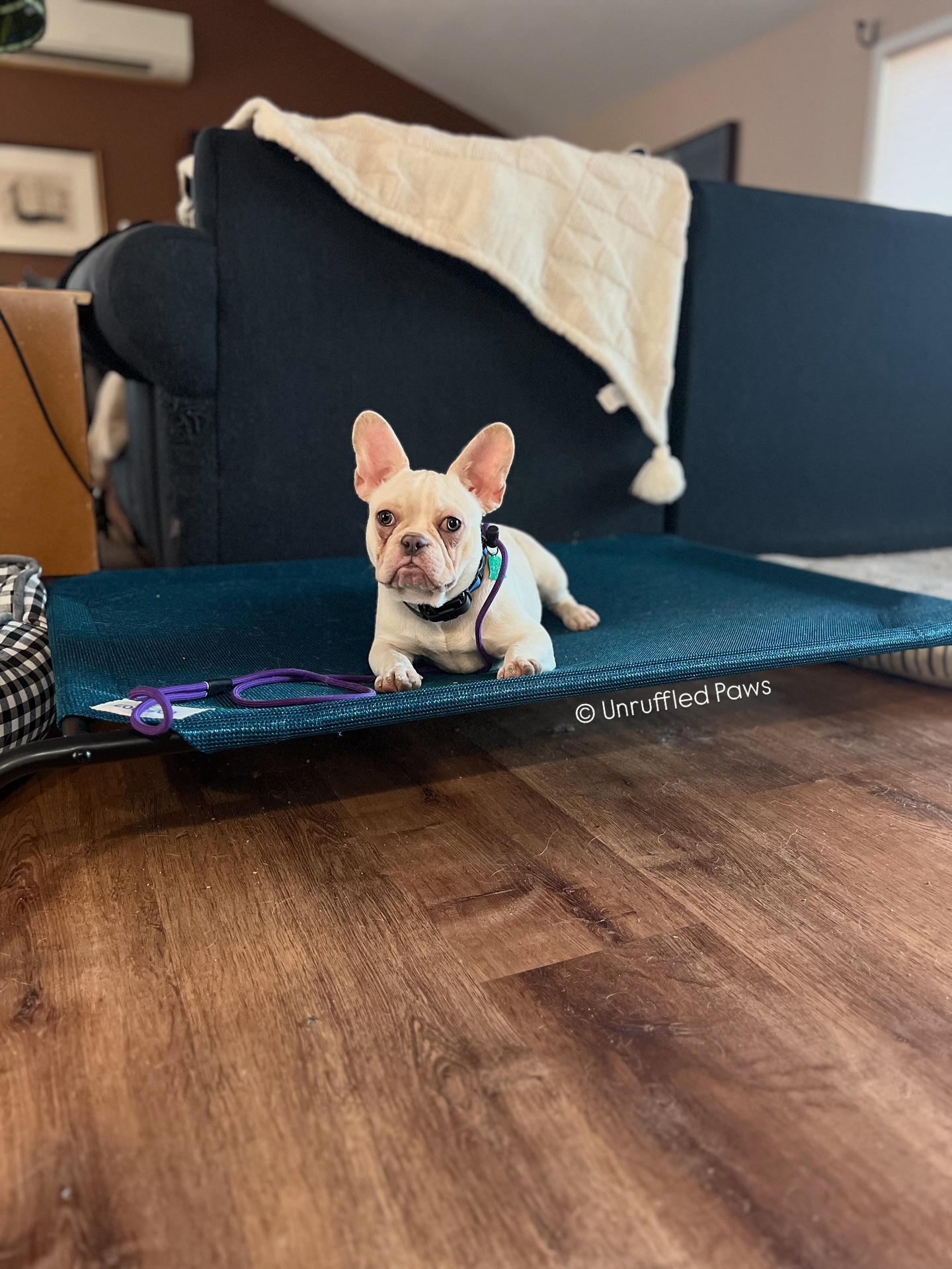 Those ears aren’t just for show—they’re tuned in and locked on! 👂✨ This little board and train cutie is making great strides with her place command, showing off some seriously impressive focus along the way. Whether we’re building calm, reinforcing impulse control, or sharpening basic obedience, it all starts with moments like this. Proud of the progress so far!
#UnruffledPaws #BoardAndTrain #DogTrainingJourney #FrenchieFocus #PlaceCommand #ThoseEarsThough #HappyDogsConfidentDogs