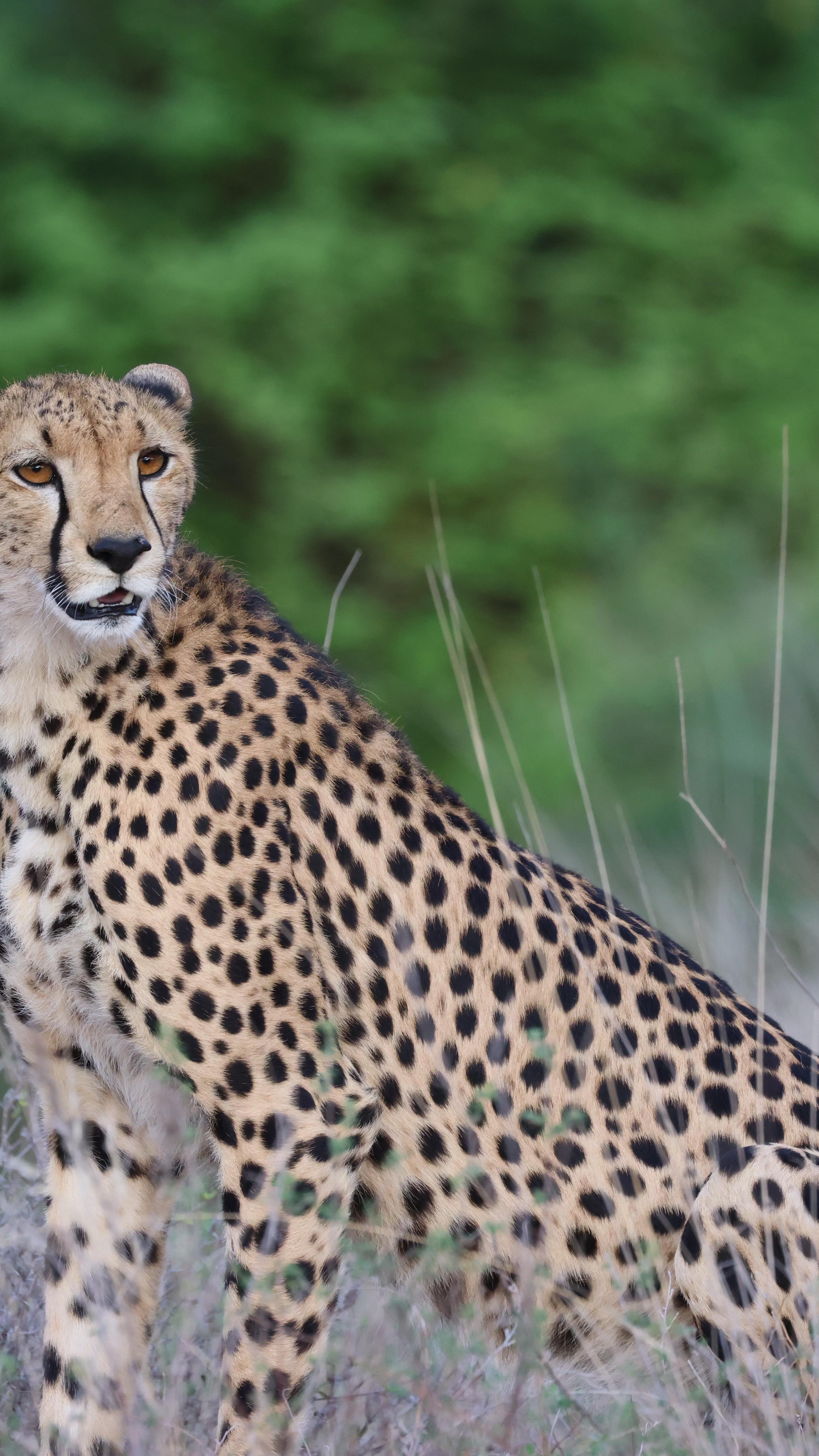 Africa is truly a trip of a lifetime!!Contact me to start planning your own adventure #travel #virtuoso #travelagent #virtuosotraveladvisor #traveladvisor #luxurytravel #africa #travelafrica #zambia #zimbabwe #tanzania #kenya #birdsofsouthafrica #southafrica #greatmigration #safari #africansafari #jambo #thisisafrica