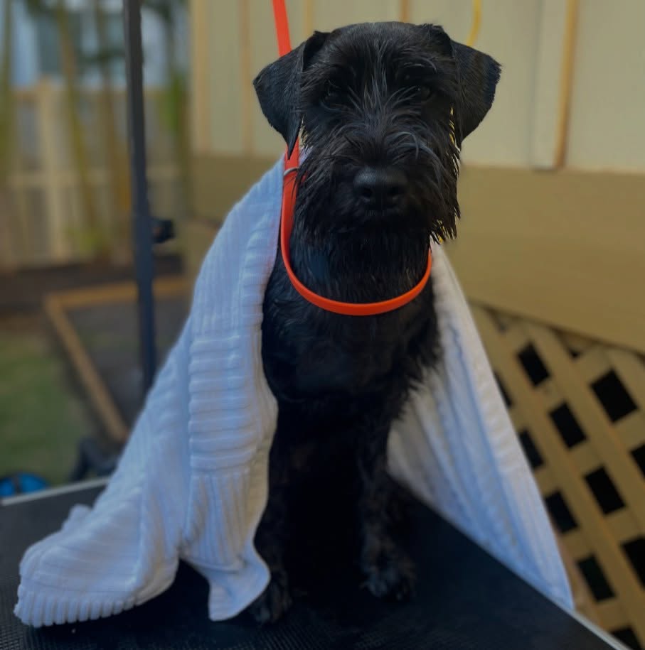 Clean dogs aren’t just cute—they’re confident, comfortable, and thriving. 🫧✨
A professional bath isn’t just about making your dog look clean and fluffy (though we definitely do that, too 🐕 ). Regular, high-quality bathing is a huge part of maintaining your dog’s overall health. We use gentle, pH-balanced shampoos that help soothe sensitive skin, remove buildup, and support a healthy, shiny coat. Whether your pup struggles with itching, allergies, or just needs a good deep clean, we tailor each bath to fit their unique needs. 🐾 ♥️
And for those pet parents who love a little extra ✨ pampering ✨ —we’ve got optional add-ons to turn bath time into spa time 🫧 . Think nourishing mud masks for irritated skin, effective flea treatments to keep the itchies away, and even colorful nail polish to give your pup a little flair 💅🐾
Your dog’s comfort, health, and happiness come first—and every service is done with care, patience, and plenty of love. 💖
📌 book with us today! Link 🔗 in bio
#DogBath #CleanDog #PamperedPup #HealthyDog #DogWellness #DogSpaServices #DogGroomerLife #LongBeach #BayAreaPets #SoCalGroomin #DogMom #MudMaskForDogs #DogNailPolish #FleaFreePup #DogsOfInstagram #Dog #MauiHi #Hi #LuckyWeLiveHi #SchnauzerPuppy #Schnauzer #SchnauzerGrooming #Hawaii #SoCal #LBC #CA