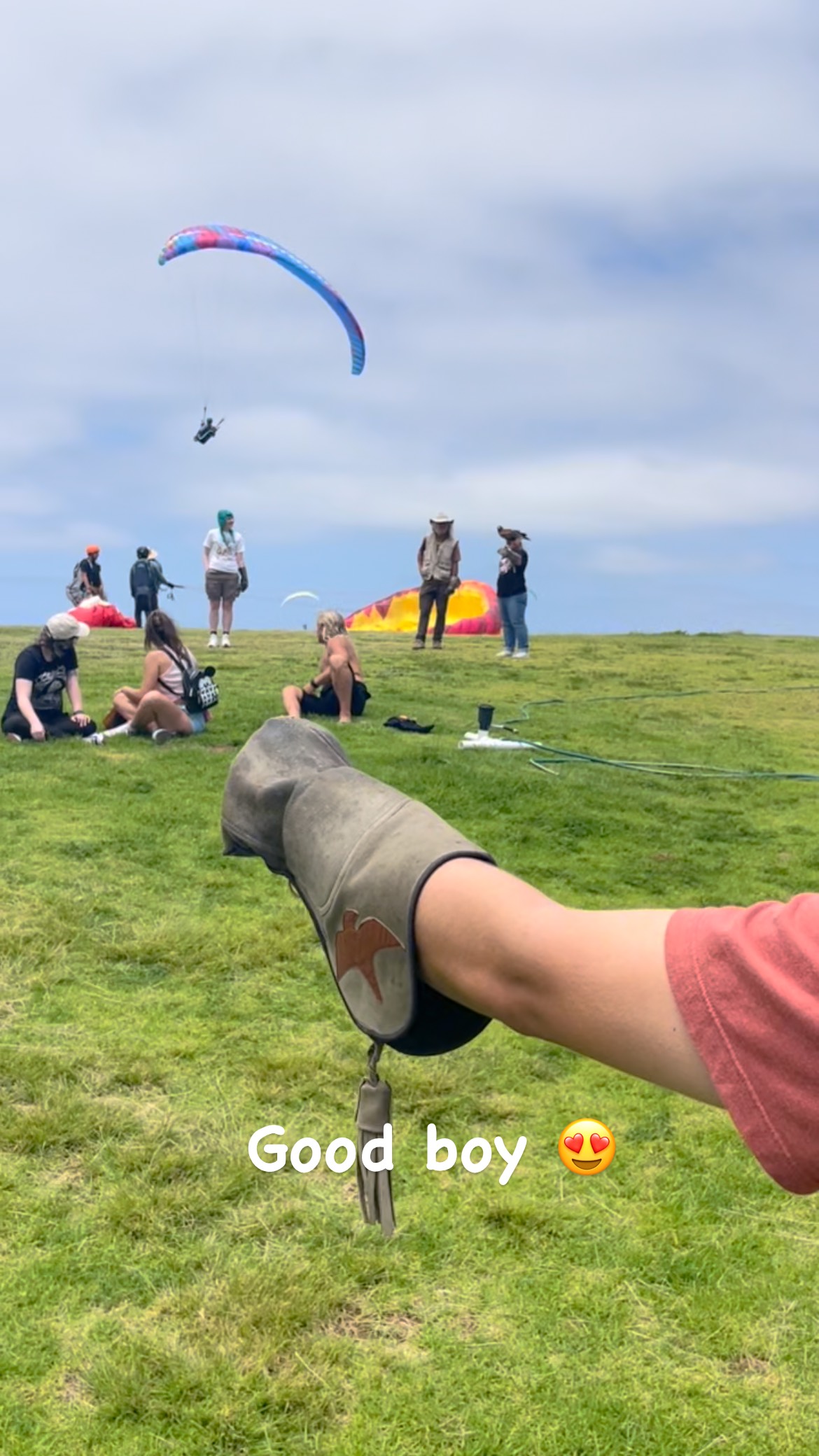 Logan the Harris’s Hawk being a really good boy