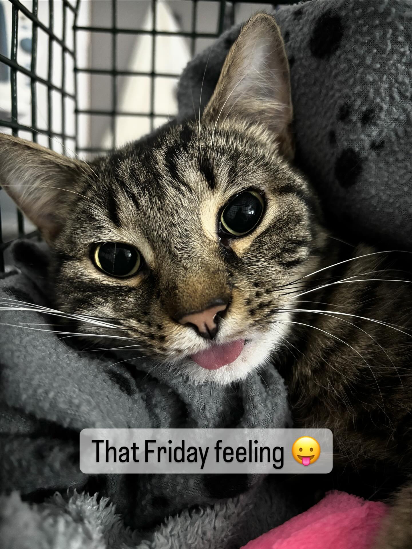 We’ve made it through the week- this cutie made it a much more enjoyable week- even though she was a little sassy 😉😻 How do you feel about sassy feline patients? We are in the midst of planning some awesome feline CPD- let us know in the comments or via message if you’d like to be contacted when it’s released- we are VERY excited for this one! 😻😺🐈🐈⬛