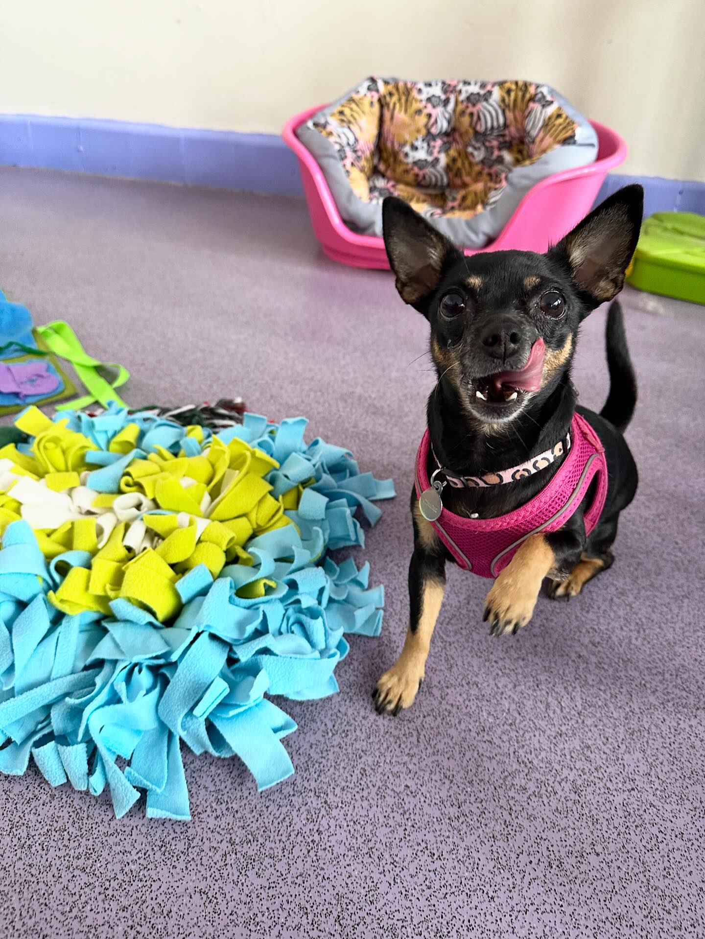 When you go to the supermarket to pick up this princess her own treats 🤣🩷🥰 @laurabarloww