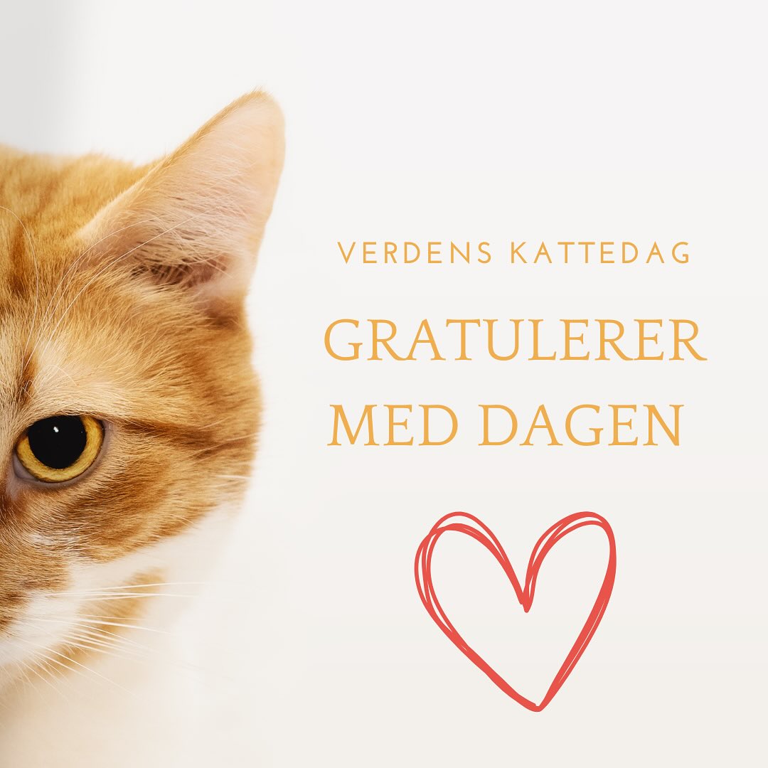 Vi feirer kattens dag! 🐱 I dag feirer vi kattene som bringer glede, kjærlighet og mystikk inn i livene våre 🥹 Husk å gi pus litt ekstra oppmerksomhet! 🐈