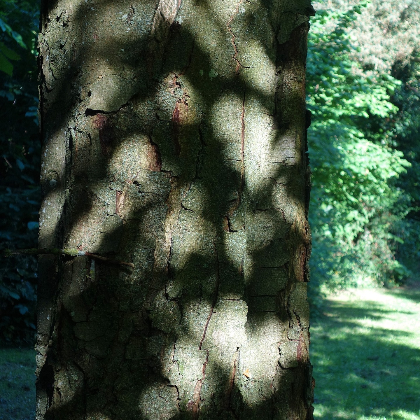 What with all the sunshine, just a few to symbolize the light that permeates all. #sunshine #sunlight #sun #sunrays #suntone #naturetones #sunbeam