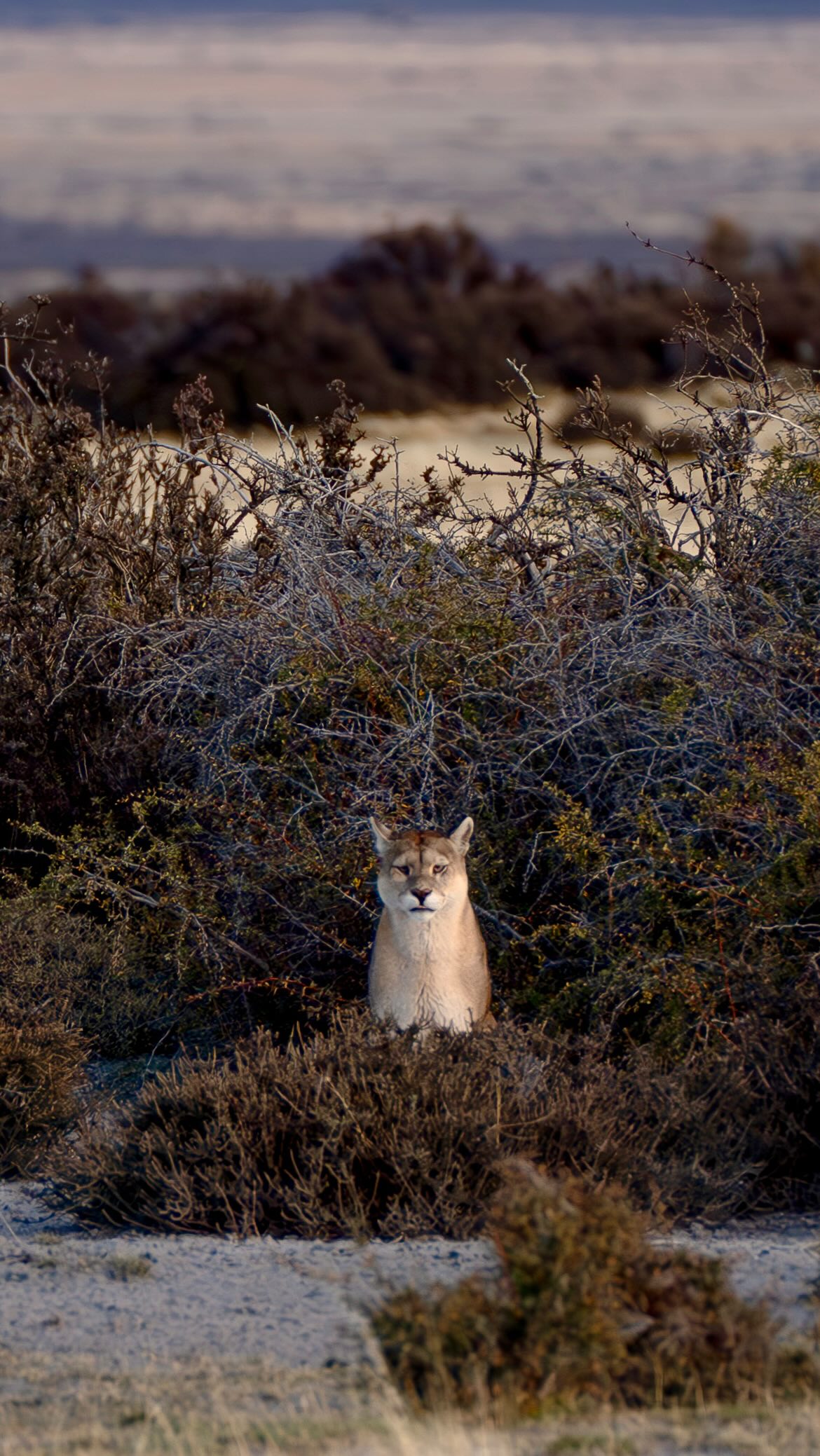 Clima de Cambio | La lucha por conservar al puma chileno
En Clima de Cambio, Amaro Gómez-Pablos cuenta sobre la importancia del puma dentro de la tradición ganadera de ovejas en Magallanes, una especie que sin su presencia afecta a todo el ecosistema de la región. @24horascl @tvamaro
Encuentra el reportaje completo en el link de nuestro perfil y en la historia de hoy 🎥
