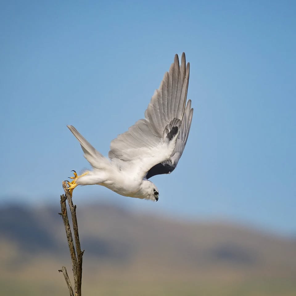 Black shouldered kite .. a small Australian raptor ..but still a deadly hunter
@aneyefordetails
#bird #birds #birdphotography #birdsofinstagram#animalsofinstagram #wildlifeofinstagram #wildlifephotography #nature #naturephotography #wild_perfection #wildlifeaddicts #nikon #nikonaustralia #planetearth #nationalgeographic #australiangeographic