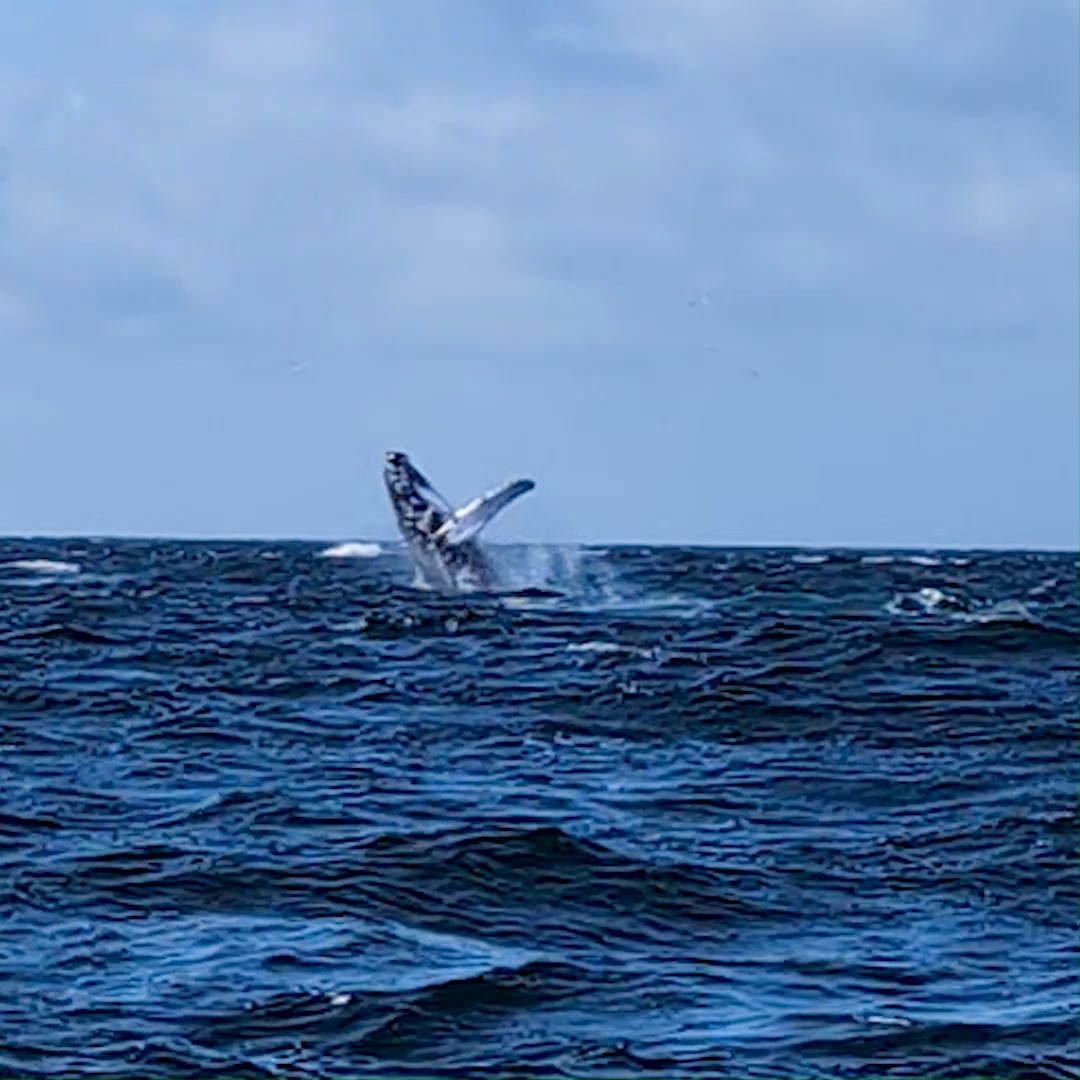 I have to say, I was totally blown away by nature today.
Lucky enough to see FIVE humpback whales just off Mullaghmore – right on my doorstep! 🐋🌊
An unforgettable experience with the fantastic @kiwigirlmullaghmore – highly recommend if you ever get the chance.
Still buzzing!
@visitsligo_official @thewildatlanticway @irishwhaleanddolphingroup @discoverireland.ie
#Whales #humpbackwhale #amazingnature
