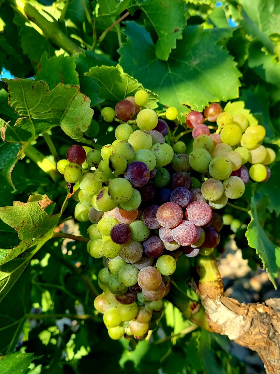 Hello Grenache 🍇
Début de la véraison, c'est le moment où les grappes commencent à prendre leur couleur et l'accumation de sucres débute 🍷
🍇Beginning of Véraison, grapes start to get colour and sugar 🍷
#vignoblesmontthabor
#grenache #chateauneufdupapewine