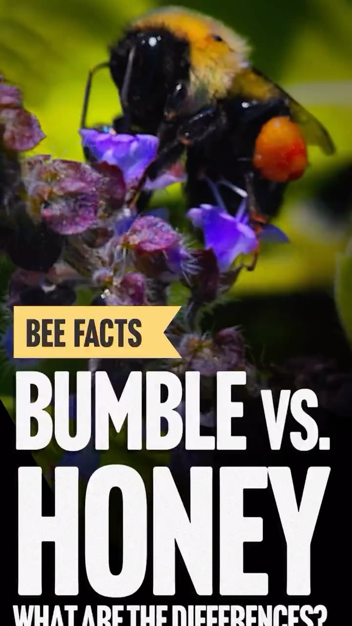 We join our master beekeeper Grant Stiles for another field trip on the farm to learn about the differences between bumblebees and honey bees. From their behaviors on certain plants to their hives and winter survival, we'll cover some interesting facts in this week's video.#farming #agriculture #farmfresh #farmtotable #farmlife #beekeeping #honeybees #honey #beehive #hivelife