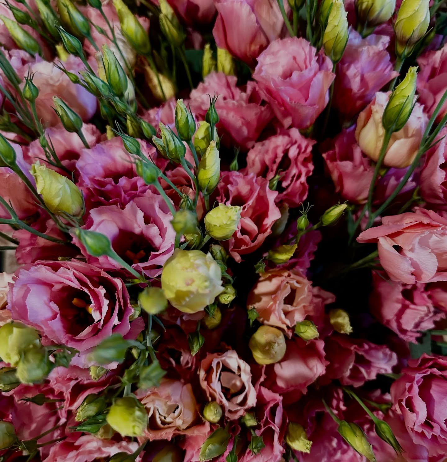 Super Magic Apricot Lisi’s (plugs from @farmerbaileyplugs)have my heart rn. They are similar to Arena Apricot but earlier blooming. They’re our main focal for this week’s bouquets @lilyandbirchmarket 🙌
Also I’ve been singing this Muse song while I harvest them. Instead of me singing it (think Disney princess opera) I added the correct tune here lol …I think the barn cats and birds liked my version tho! 😅
#supermagic #lisianthus #apricot #bouquets #smallfarm #flowerfarm #muse