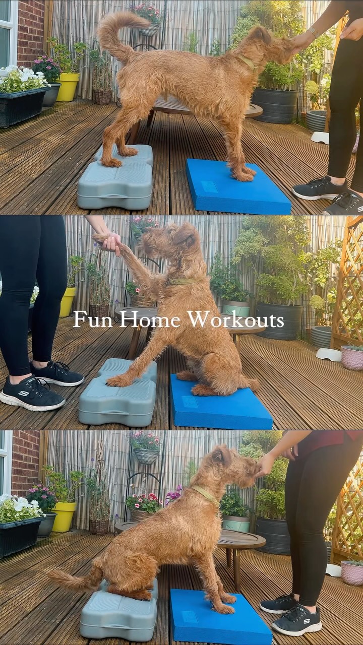 Looking for something fun to do with your dog as well as keeping them fit? 💪
We prescribe bespoke fitness plans tailored to your dog to keep them in tip top condition. In sessions we look at how we can adapt each exercise to your dog’s requirements as well as discussing how you can get creative with them!
This has huge benefits to your dog’s mental and physical wellbeing as well as being great bonding time with you!
Want to know more, have a chat with us!
@furapyvetphysio
Www.furapy.uk