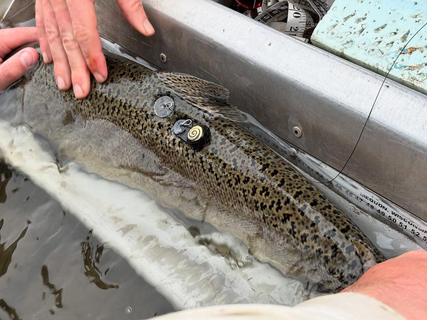 Last week, SWL lab members were out in the field setting up antenna stations and tagging Chinook for a research project investigating the thermal experience of adult Chinook salmon in the Nicola watershed. This project is in collaboration with DFO, and will be focusing in particular on thermal refugia use 🌡️🐟
The tags shown in these images allow us to see where these fish travel within the watershed, and what stream temperatures they have been experiencing. The tags will emit “pings” as fish travel past antenna stations, and record temperature data in intervals.
Throughout the next few months, SWL folks will be out in the Nicola watershed tagging more Chinook and tracking them throughout the watershed - we’re excited to see what we find!
.
.
.
#nicola #thermal #temperature #refugia #salmon #chinook #fishresearch