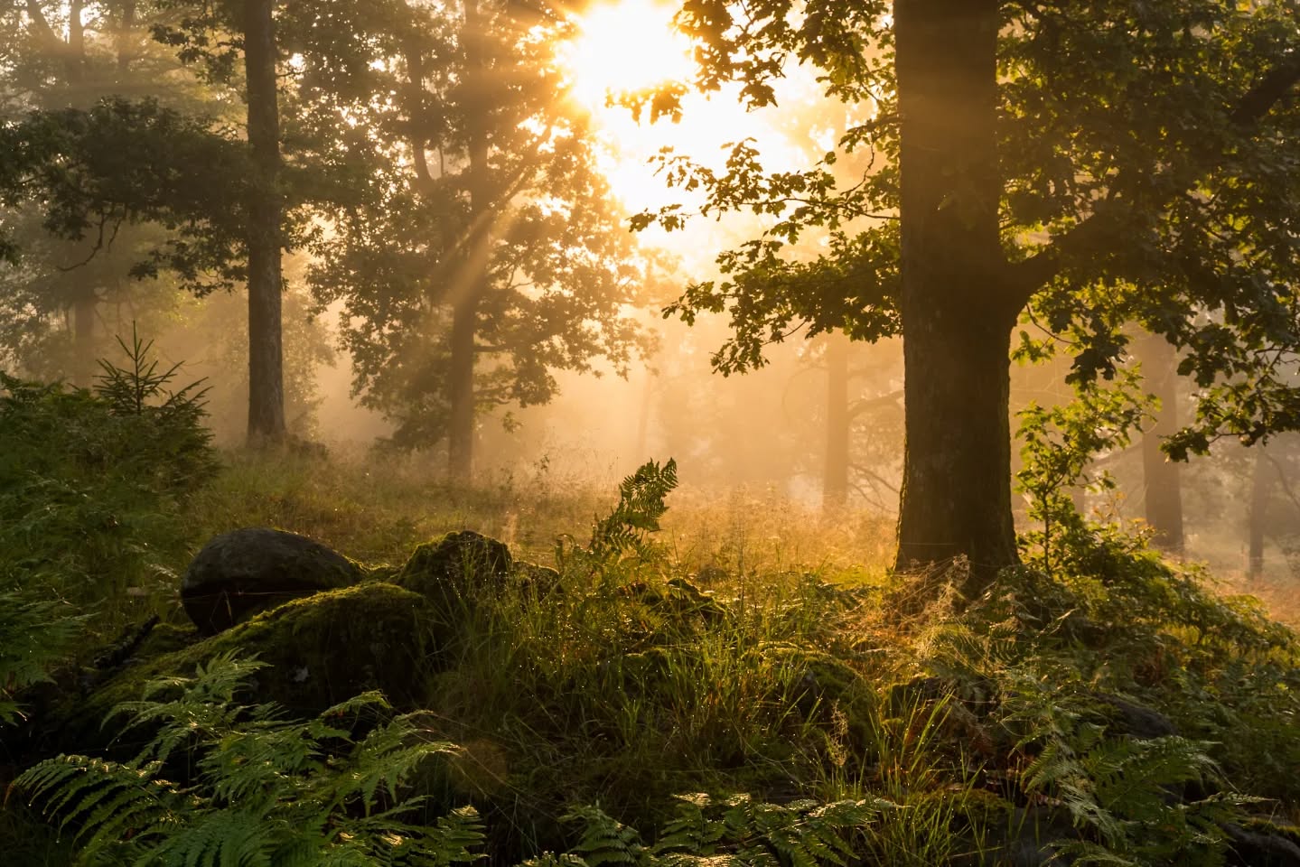 Foggy morning, Björkesbacka, Mark.
#innature
#innaturephotos
#foggymorning
#oaktrees
#morningmist
#goldenmorning
#goldenlight
#Björkesbacka
#marknature