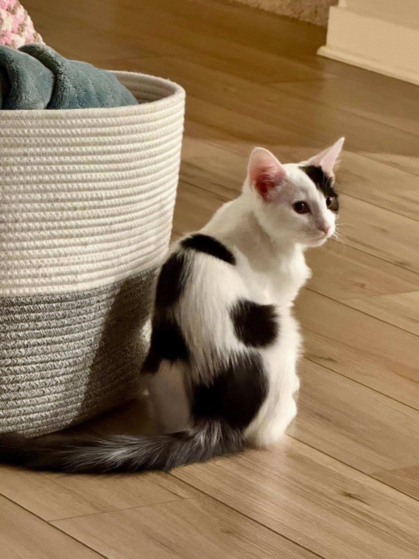 Sometimes Patches looks like he has a #hiddenmickey on his back! 🥰
#readingbuddy #kitten #nashvillewriter