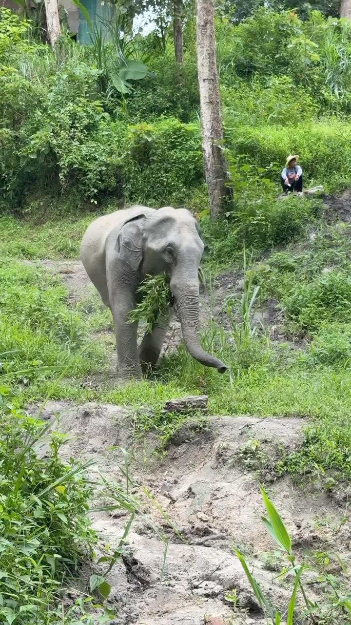 Chiang Mai has already given me everything I didn’t know I needed—cooking pad Thai from scratch, training like a fighter in Muay Thai, chasing waterfalls, standing in awe of temples, and walking beside gentle giants 🐘. And the best part? I’m still here and ready to do it all again with Group 2. 🇹🇭
#chiangmai #visitthailand #visitchiangmai #myrooftopstories #travelgram