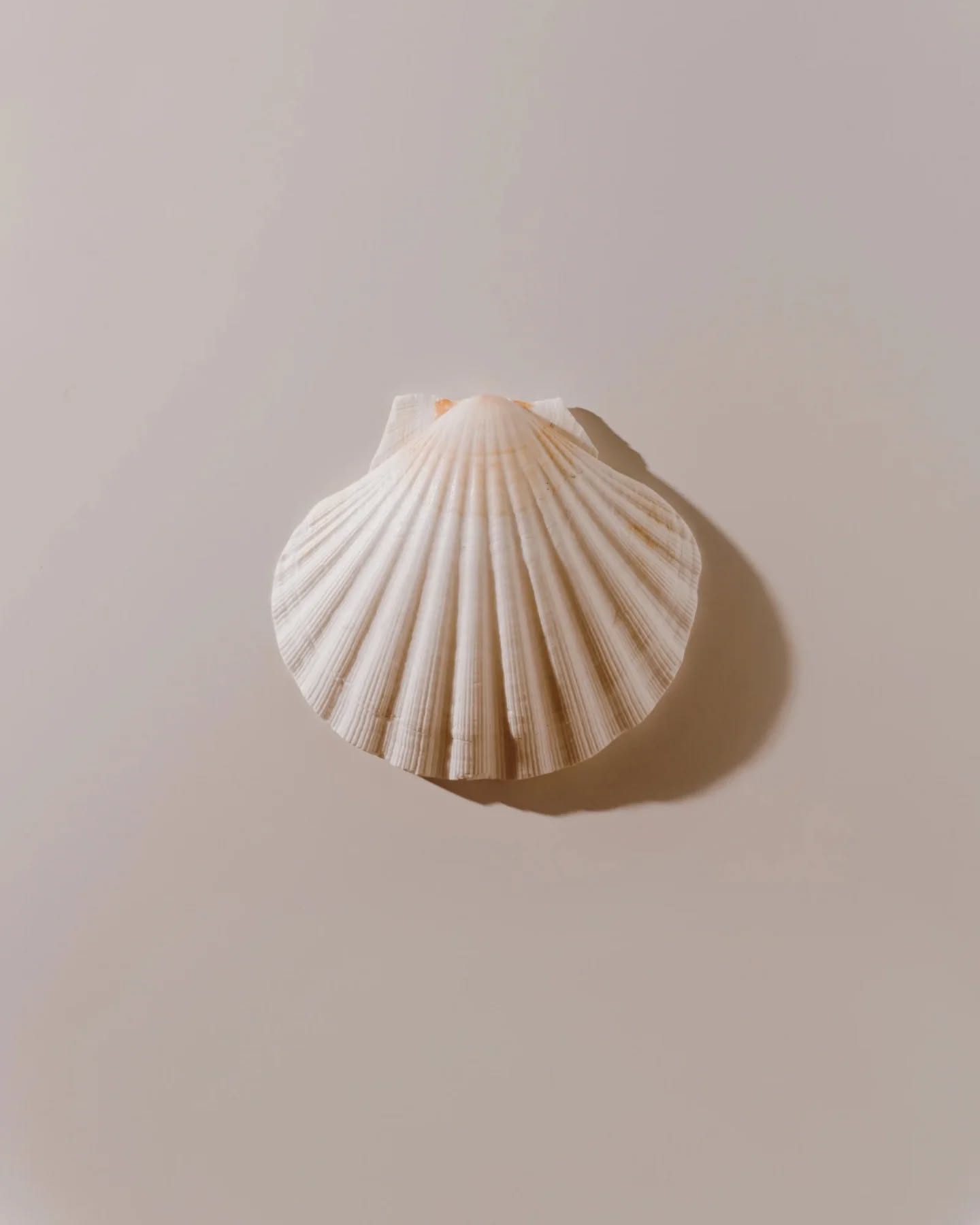 If this shell were part of your journey, what chapter would it belong to?