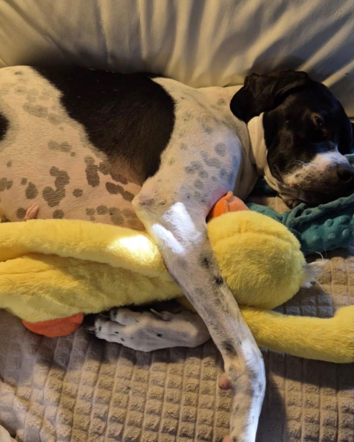 Look at sweet Matt with his cuddly toy.😍
He's been staying with his super sweet foster family for a few months now and is having a wonderful time, but he still desperately wants a real "forever home" of his own. A home of his own, one or more children to play with, and a doggy companion would be great too. Matt is perfectly happy with anything, as long as he gets attention and cuddles.
You can find more information about Matt and our adoption process on the website of the GSP Rescue HR Foundation, or you can contact us by pb.
Matt is staying in Belgium, just across the border, and you can meet him there with no obligation. Contact via email: gsprescuehr@gmail.com
Website: https://www.gsprescuehr.com/nl/contact.
#dontshopadopt#gspoftheday #gspcommunity#germanshorthairedpointerlovers #germanshorthairedpointerlovers #pointerlovers #gspcommunity #pointerlove #germanshorthairedpointer #birddog #pointersofinstagram #gsprescue #gspworld #gsp #gsplife #gsploverig #gsplovers #gspsofinstagram #gspuniverse @lydia_lidach #rescuedog #rescuedogsofinstagram #rescuedismyfavoritebreed#deutschkurzhaar