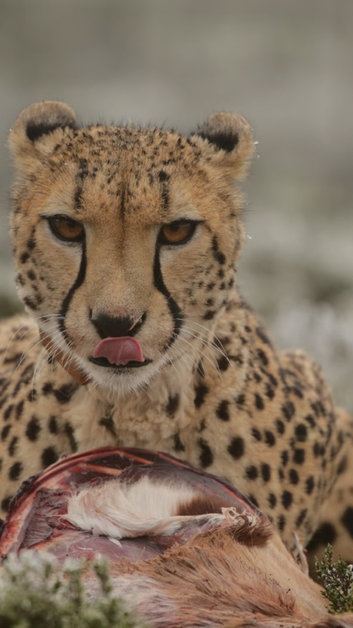 The Karoo has a way of slowing you down, but when you’re ready to stretch your legs (or your curiosity), there’s plenty to do right here at Rogge Cloof.
Climb an ancient volcano. Hike to the remains of Anglo-Boer War forts. Explore Poet’s Cave, once the playground of NP van Wyk Louw and his brothers. Or hop on a bike and follow our gravel roads through open plains and past the occasional springbok.
You can also join one of our guides for cheetah tracking, a nature drive through the veld, and a fossil field outing that takes you back 250 million years.
Wind down with a wine tasting or wait for nightfall. Our dark skies and high altitude make Rogge Cloof one of the best places in the country for stargazing and astrophotography.
Tap the link in our bio to book your stay.
#luxuryecotravel #darkskyreserve #travelsouthafrica #karoo #karoolife #karooaccommodation #hikingadventures #hikingsouthafrica #cheetahconservation #cheetah #sustainabletravel #stargazing #astrophotography #sutherland #astronomylover #wideopenspaces #natureescape #nightphotography #nightsky #astronomy #thisissouthafrica